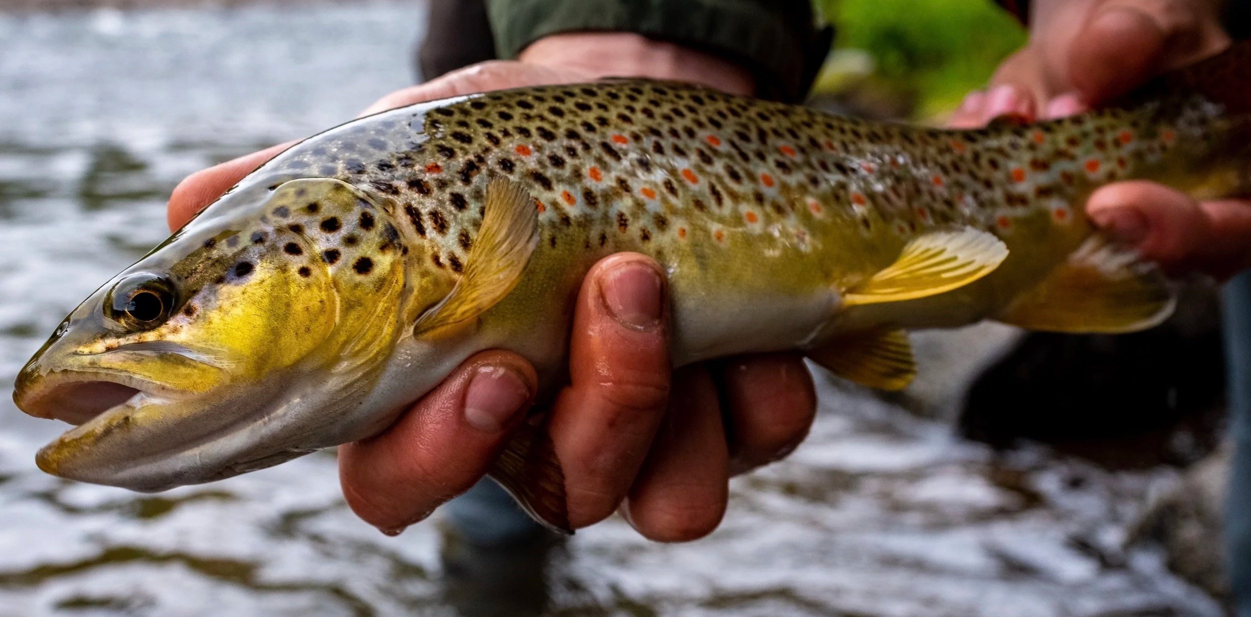 Person holding a photographed rainbow trout fish over a river, with a blurred background.