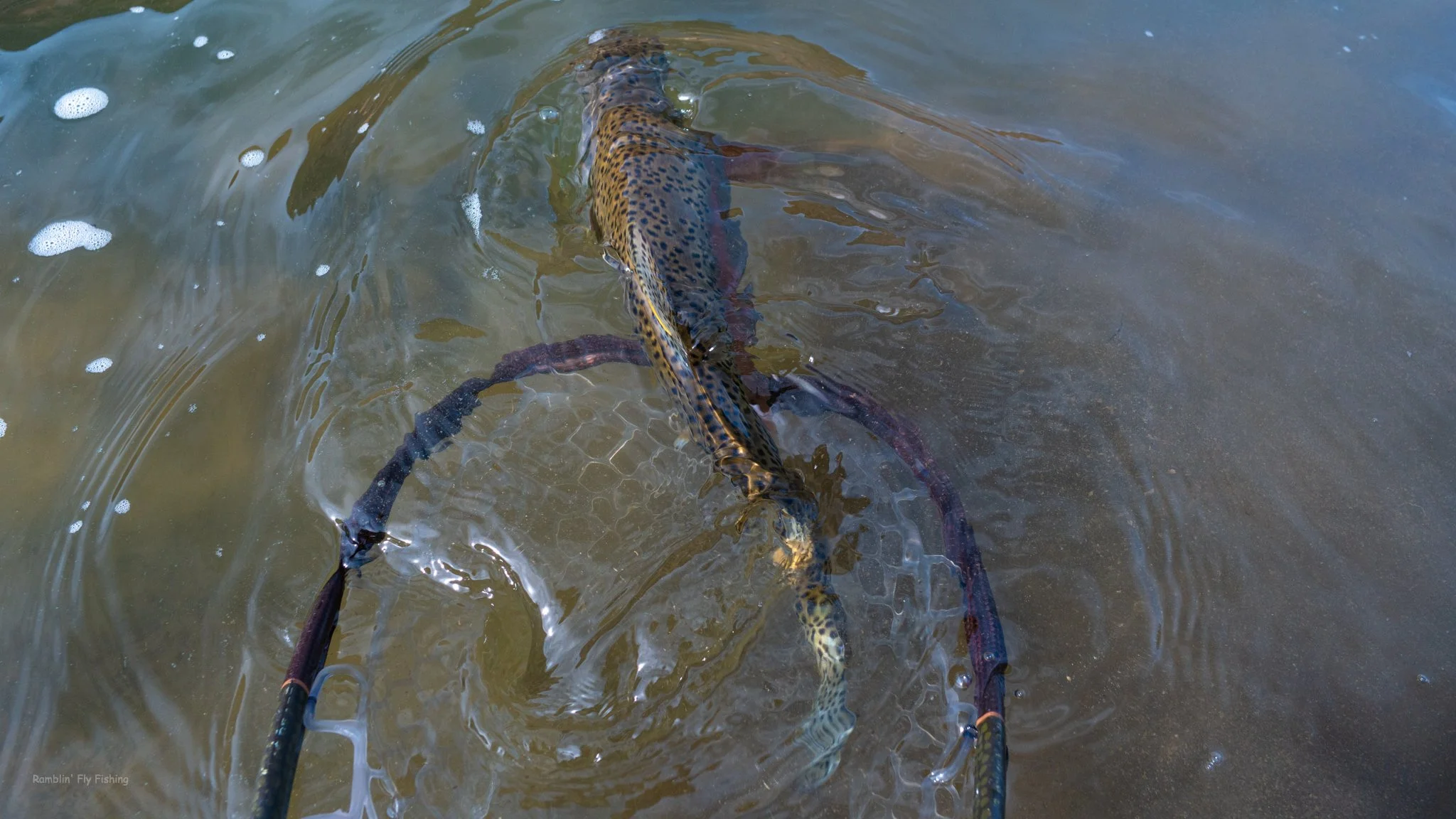 A fish hooked by a fly lure in a body of water, with fishing equipment visible.