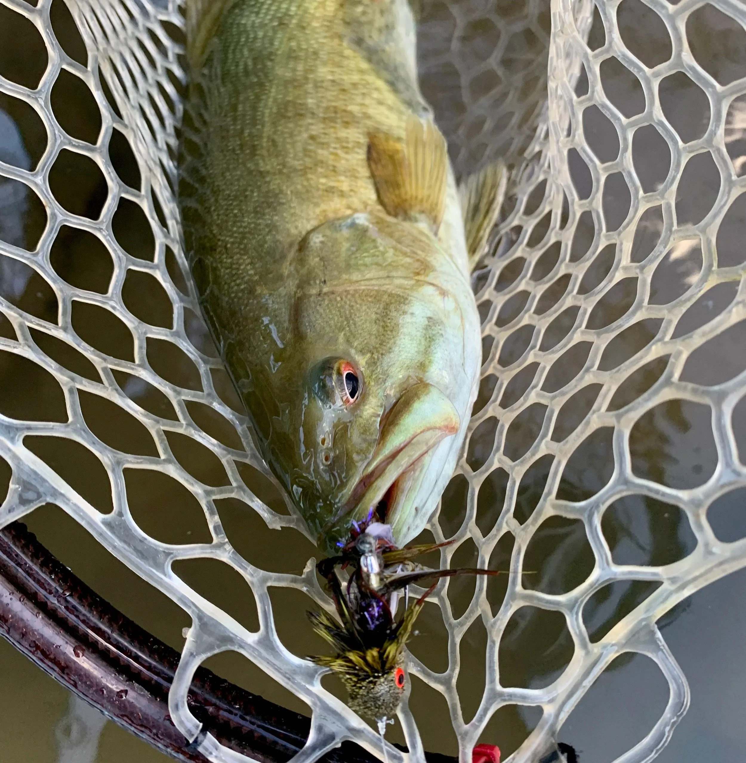 A fish caught on a fishing line in a fishing net. The fish has light green and yellow coloring with a large mouth, and a small fish or bait is attached to its mouth.