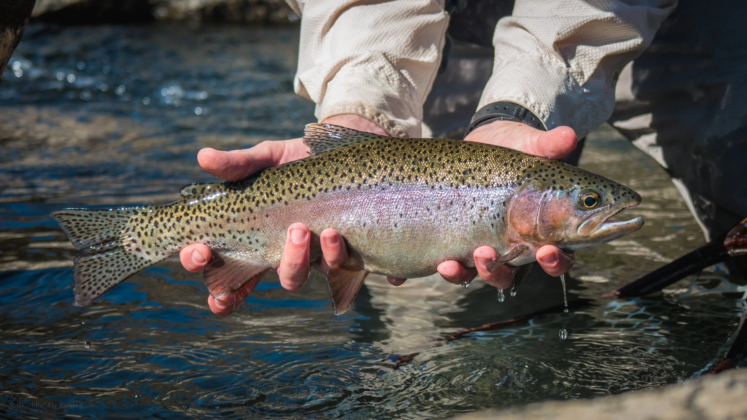 Person holding a large rainbow trout fish over water.
