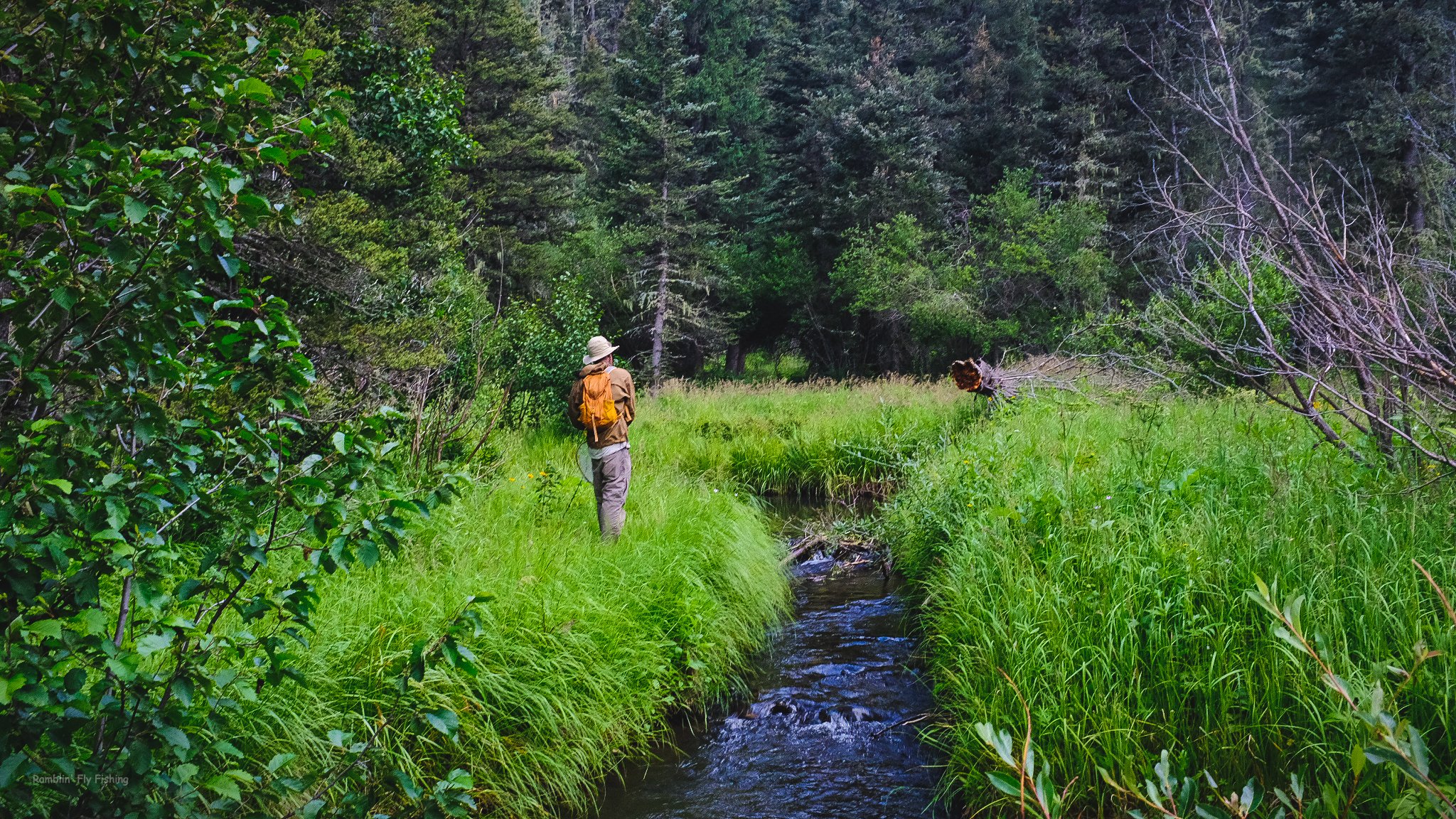 A person wearing a hat and carrying a backpack is standing on a narrow grassy trail next to a small creek in a lush green forest.