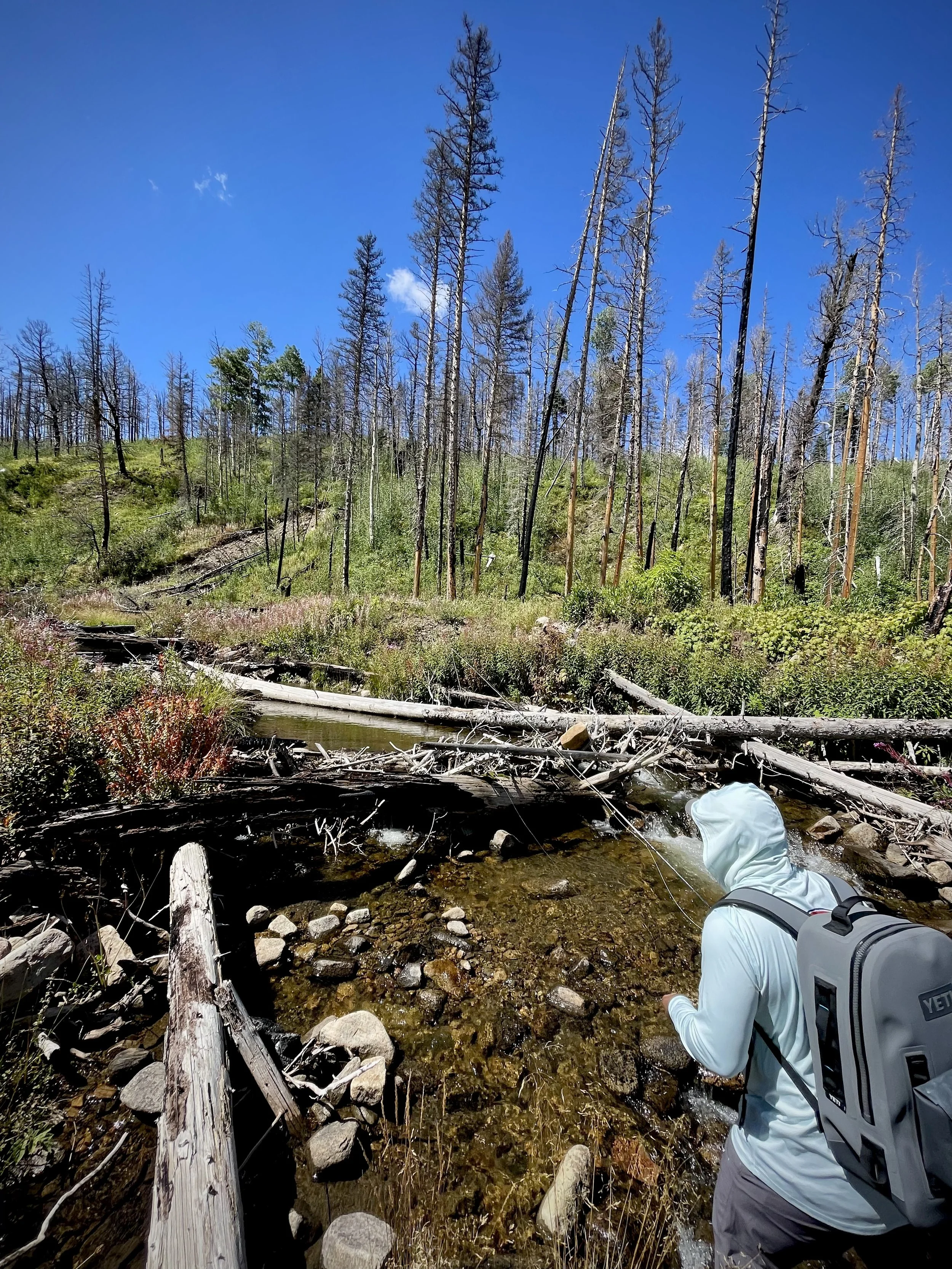 A person in a light hoodie and gray backpack fishing in a small creek in a forest with burnt trees under a blue sky.