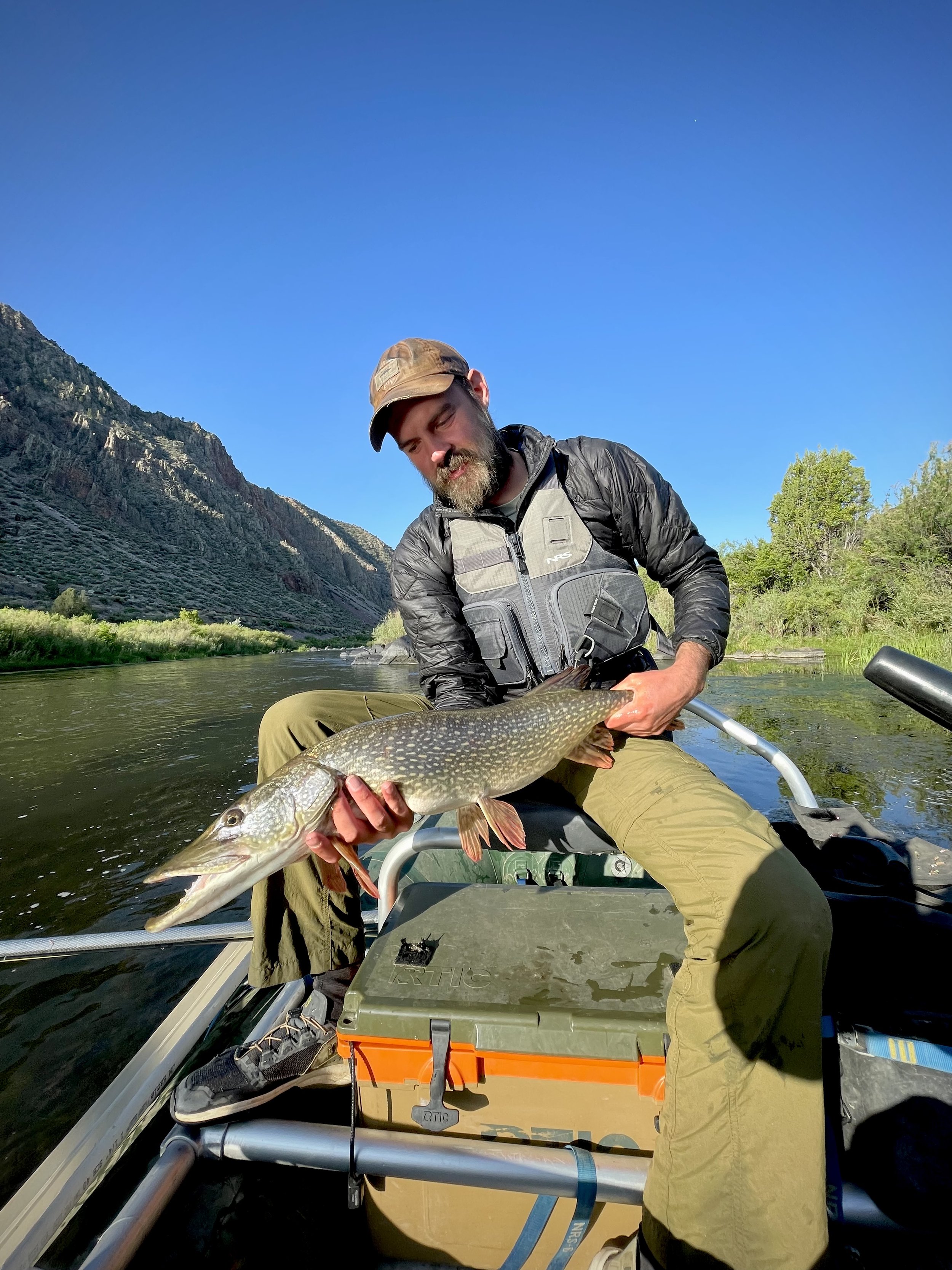 Man in a boat holding a large fish on a river with mountains and trees in the background.