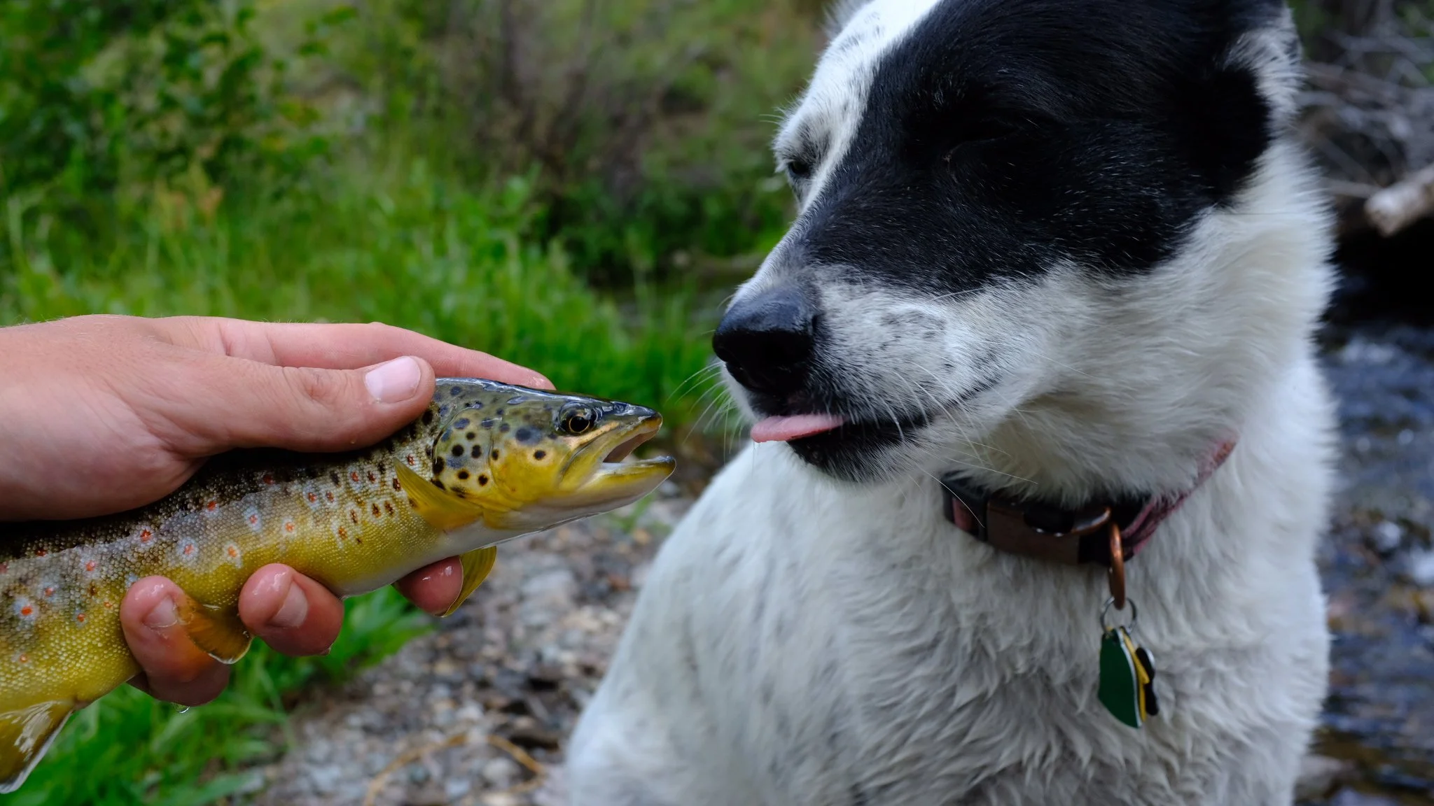A person holding a fish near a black and white dog by a stream, with the dog licking its lips.