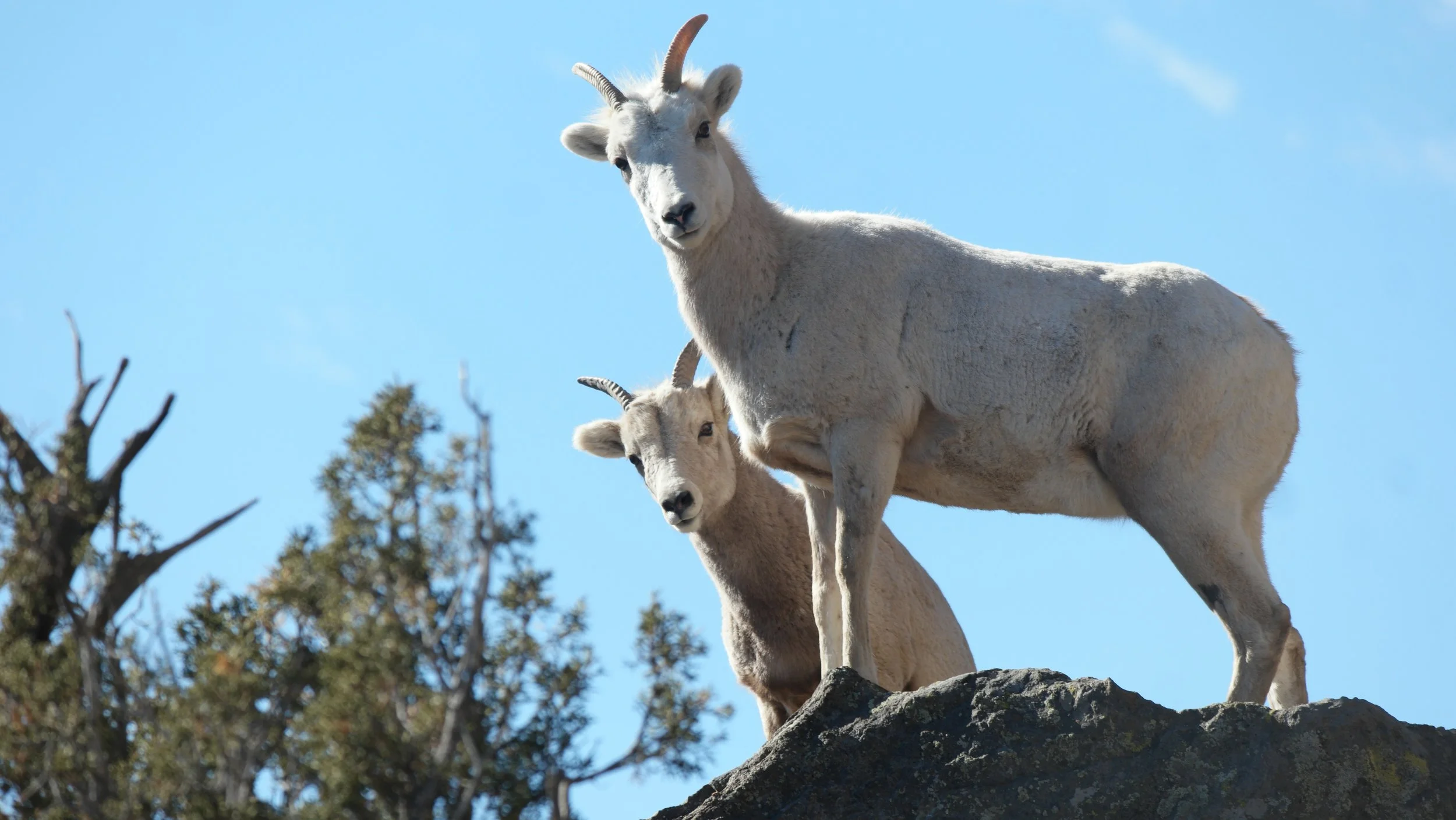 Two mountain goats standing on a rocky ledge with trees in the background under a bright blue sky.