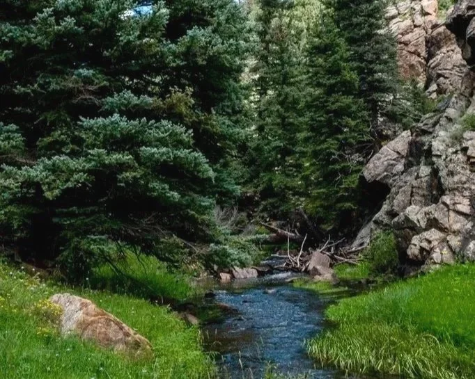 A small, clear stream flowing through a green forest landscape, surrounded by grass and rocks with tall trees and rocky cliffs.