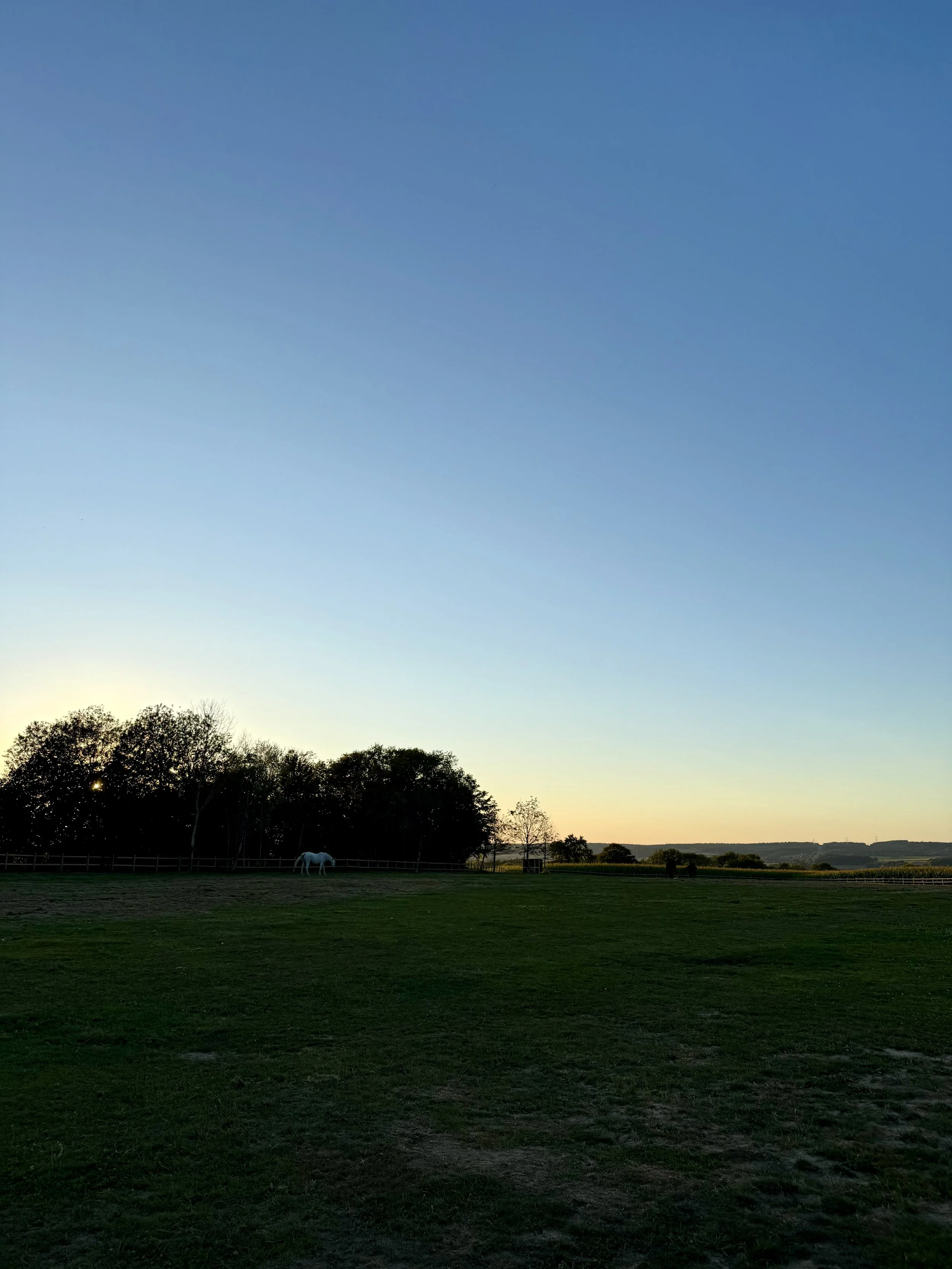 Paysage rural avec un cheval blanc au loin, des arbres en arrière-plan, ciel clair avec coucher de soleil.