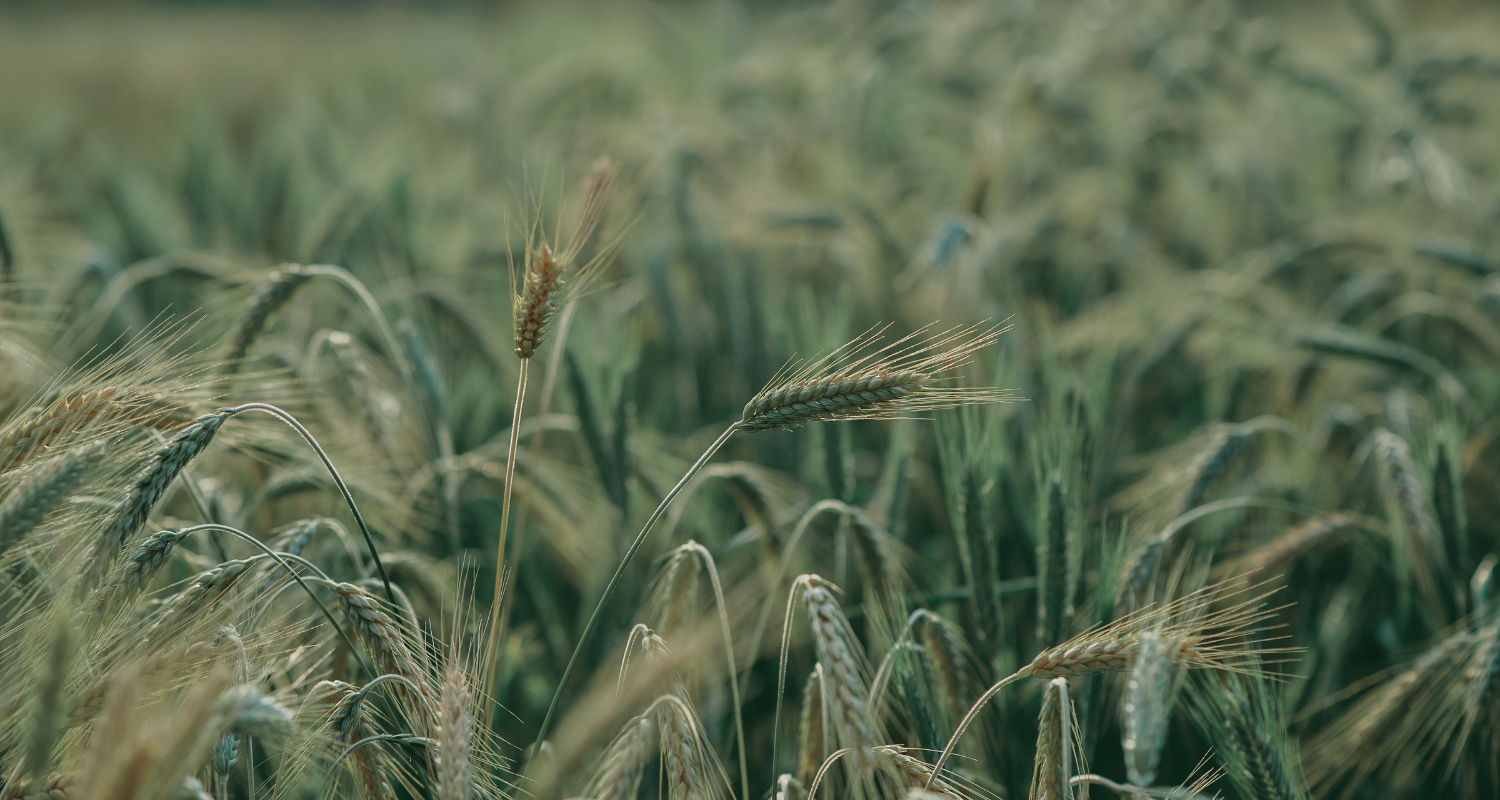 Close-up of wheat stalks in a field with soft focus background.