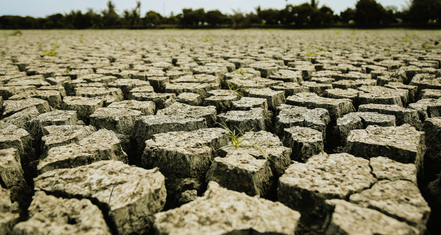 Feeding Tomorrow - Food Security in a Changing Climate