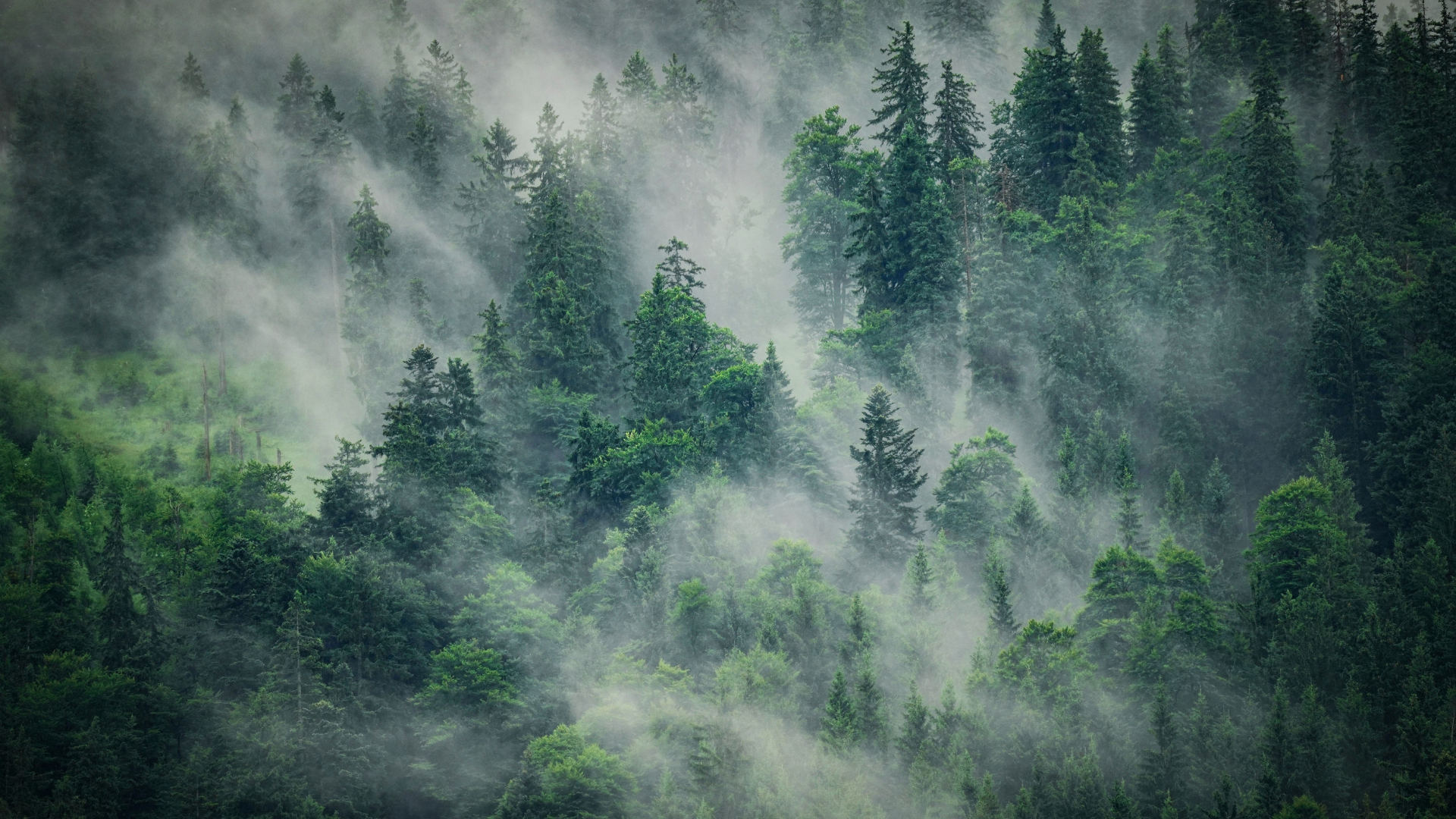 A dense forest with tall evergreen trees shrouded in mist and fog.