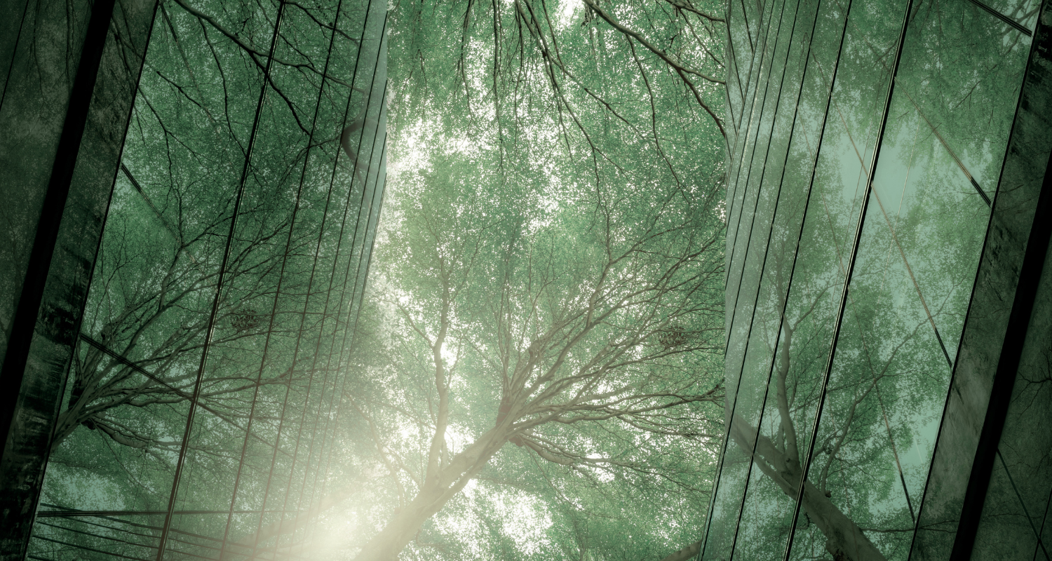 View looking up at trees reflected in a glass building with sunlight filtering through