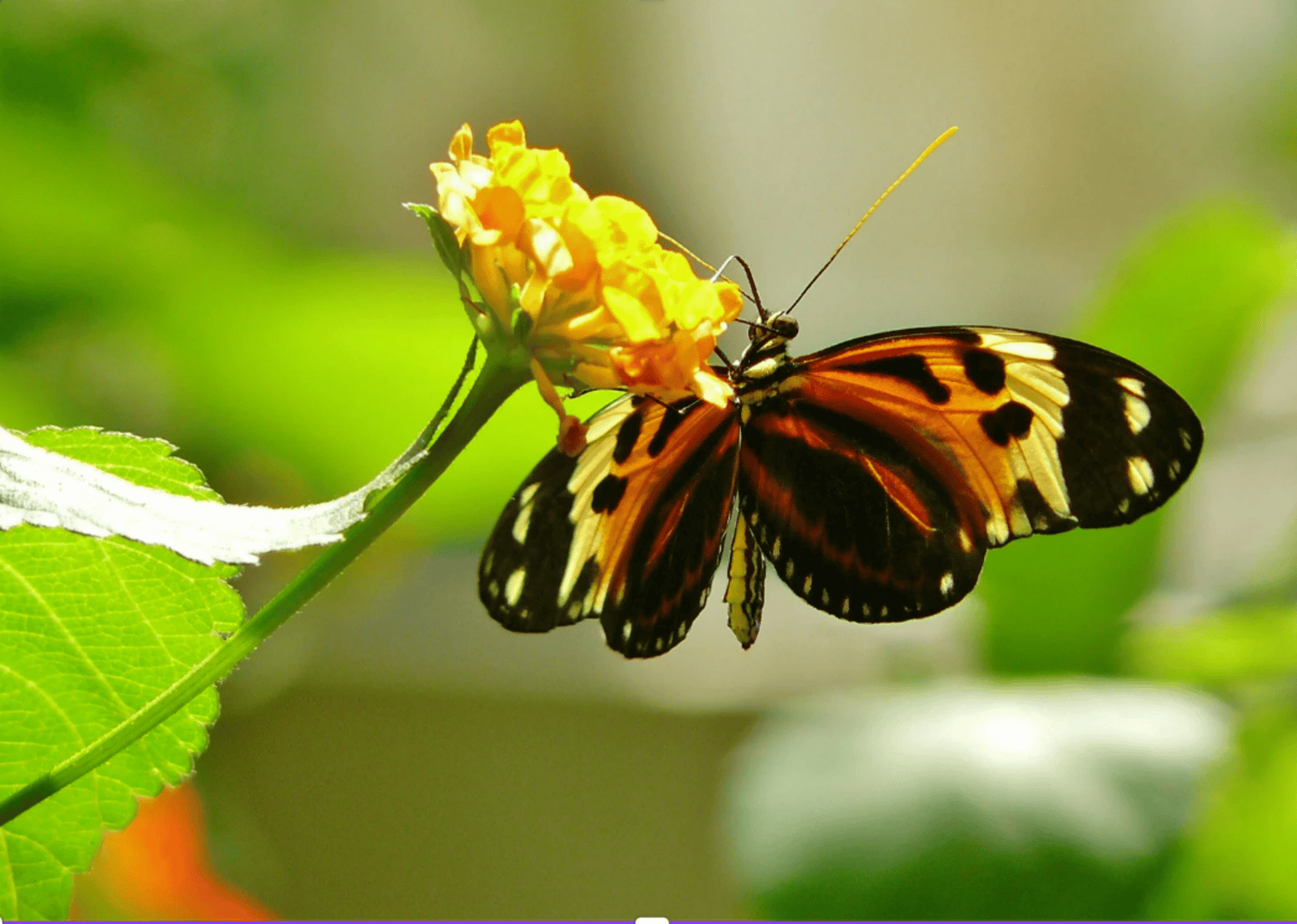 Orange, yellow and black butterfly getting nectar from a yellow flower.
