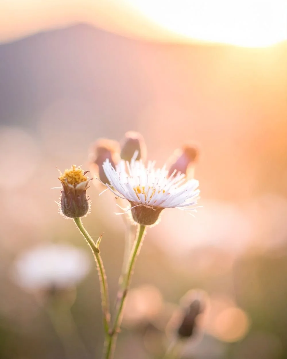 Close-up of a small white wildflower with a yellow center, backlit by warm natural sunlight, with a blurred background of other flowers and greenery.