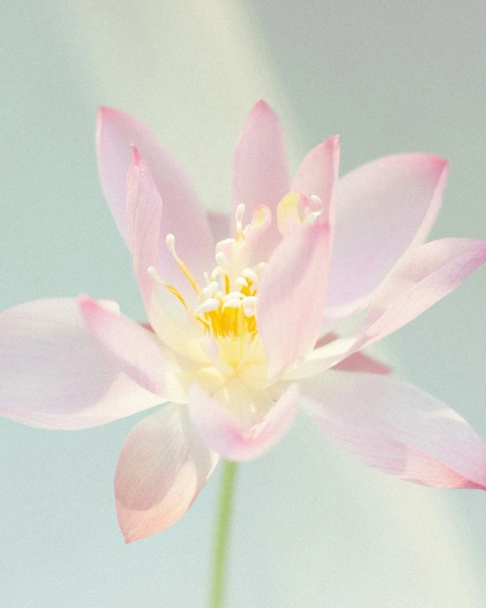Close-up of a pink and white lotus flower with yellow stamens, blurred pastel background.