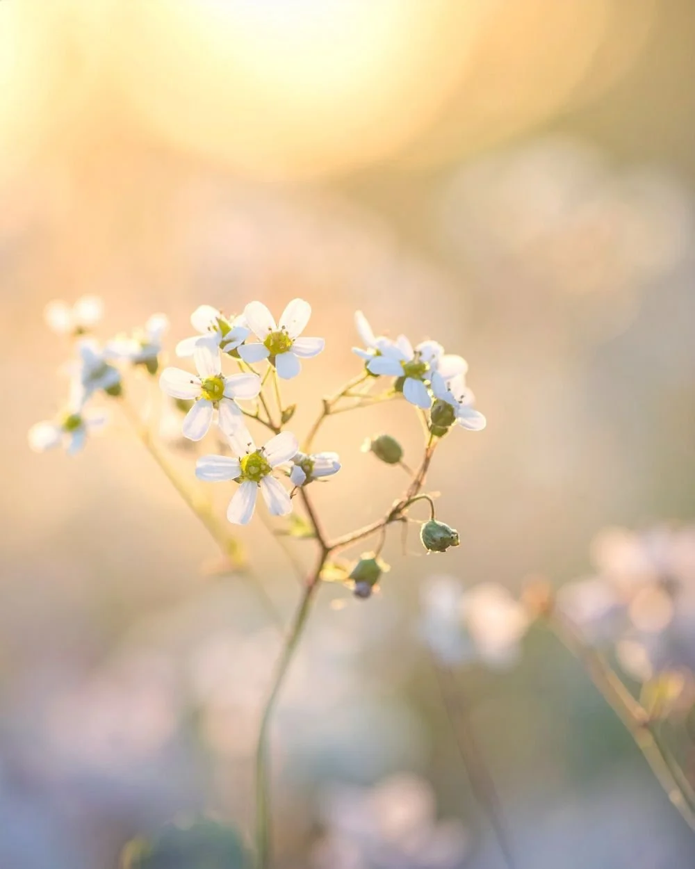 Close-up of small white flowers with yellow centers on thin stems, softly lit with warm, bokeh background.