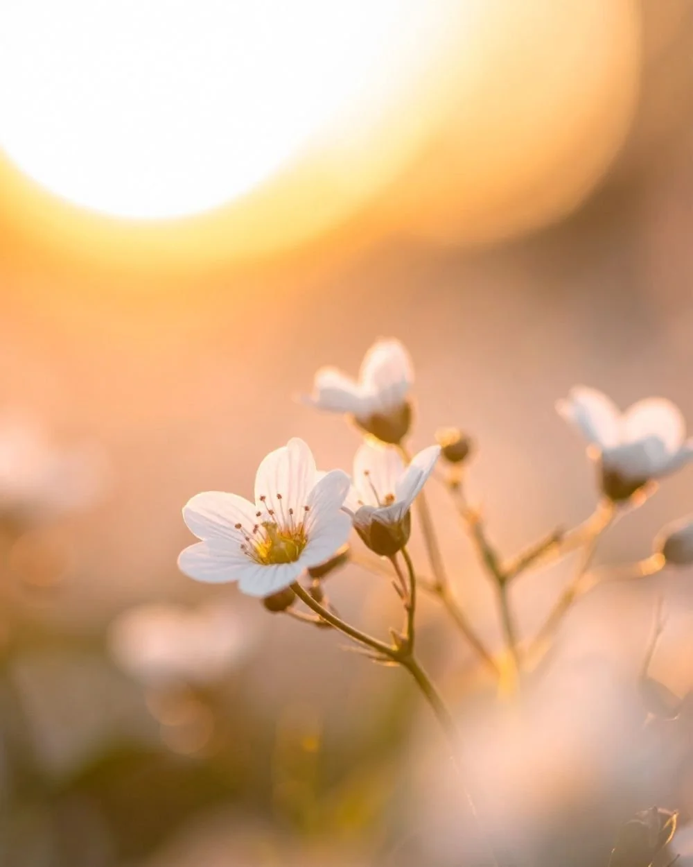 Close-up of white flowers with a warm, golden sunset background.