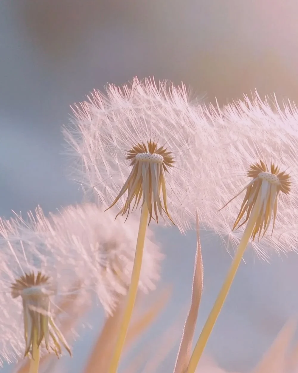 Close-up of dandelions, some in seed, with a soft pastel sky in the background.