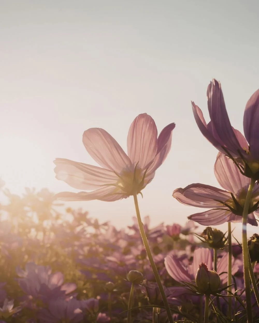 Close-up of pink cosmos flowers in a field during sunset with soft sunlight