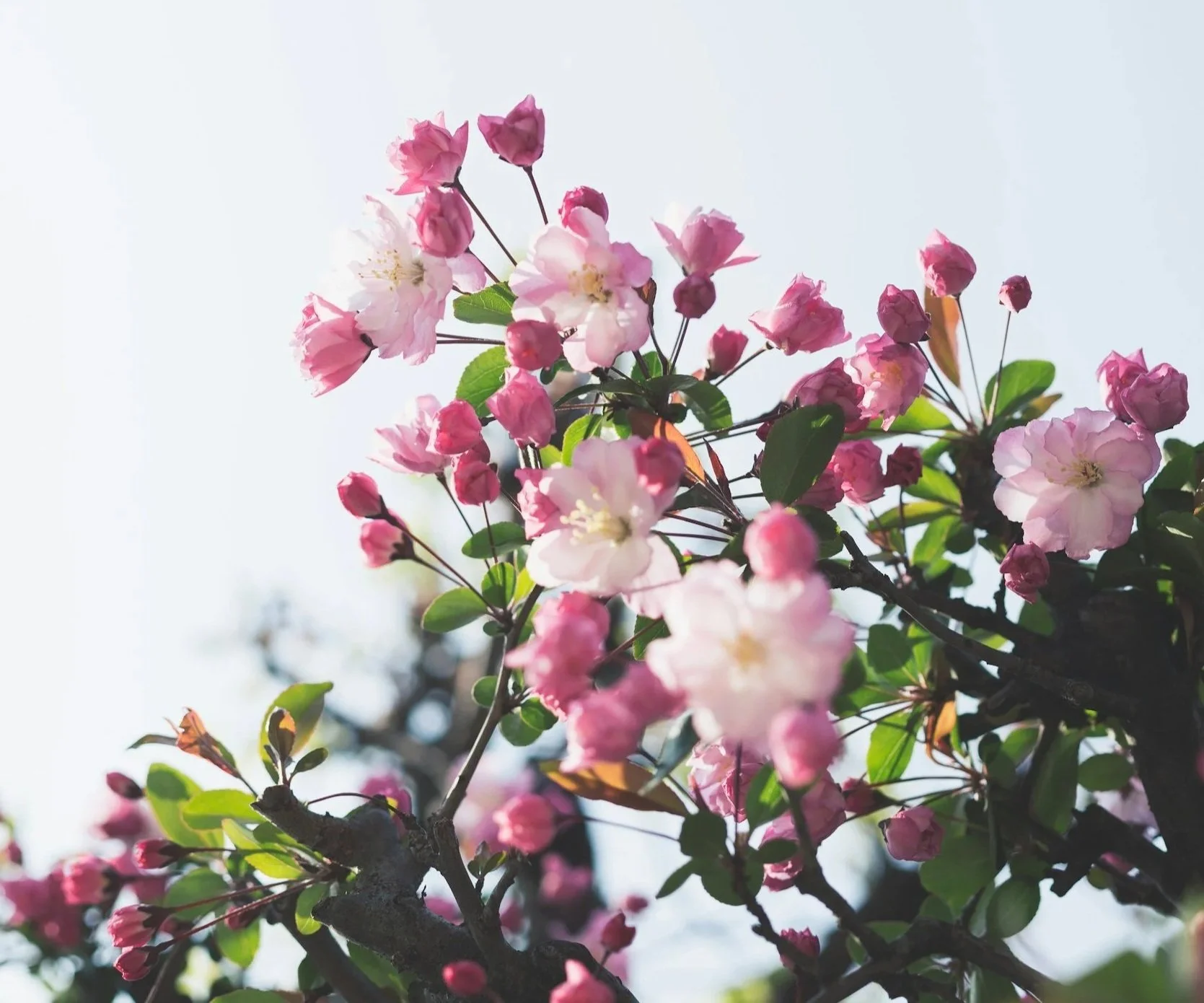 Close-up of pink cherry blossoms blooming on a tree branch against a bright sky.