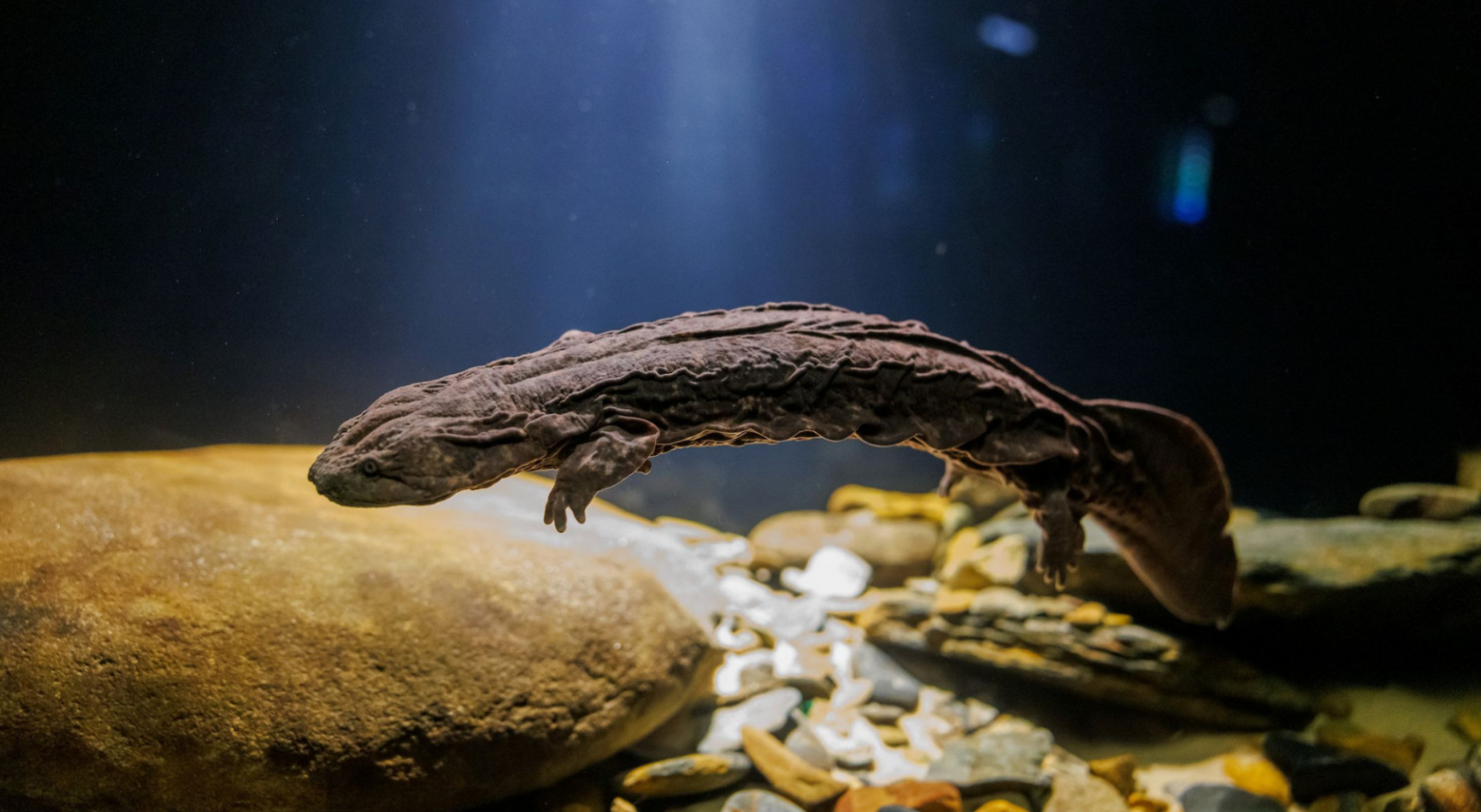 From Hell and Bent on Returning, The Oxford American