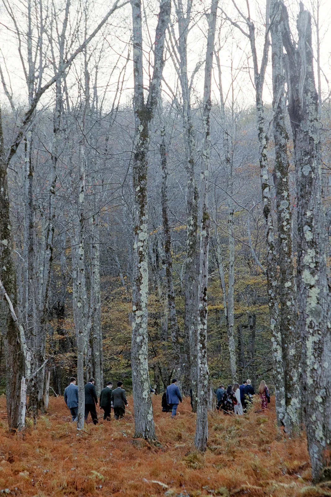 handsome hollow fern forest view