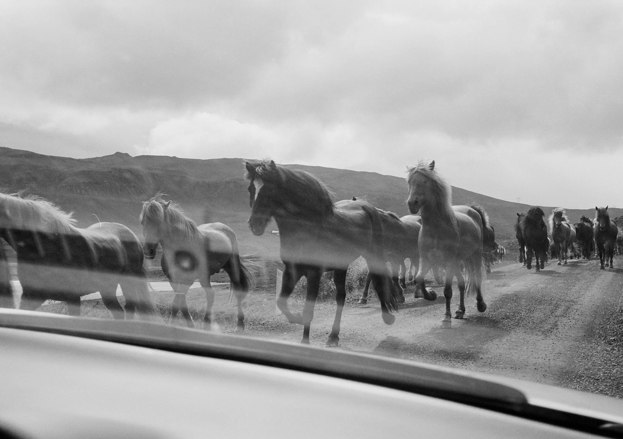 herd of horses running together in iceland
