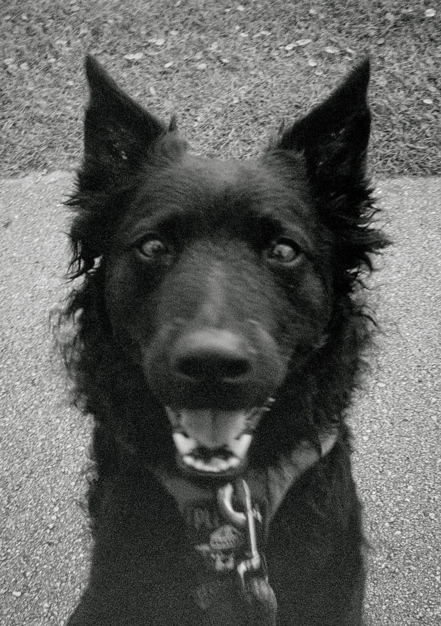 close up portrait of black dog smiling at camera