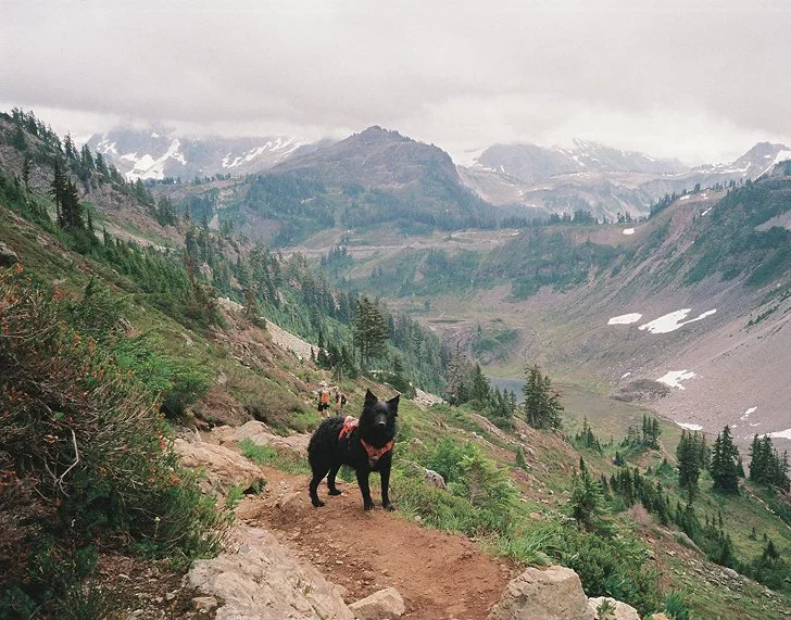 Black dog standing on Chain Lakes trail in North Cascades National Park