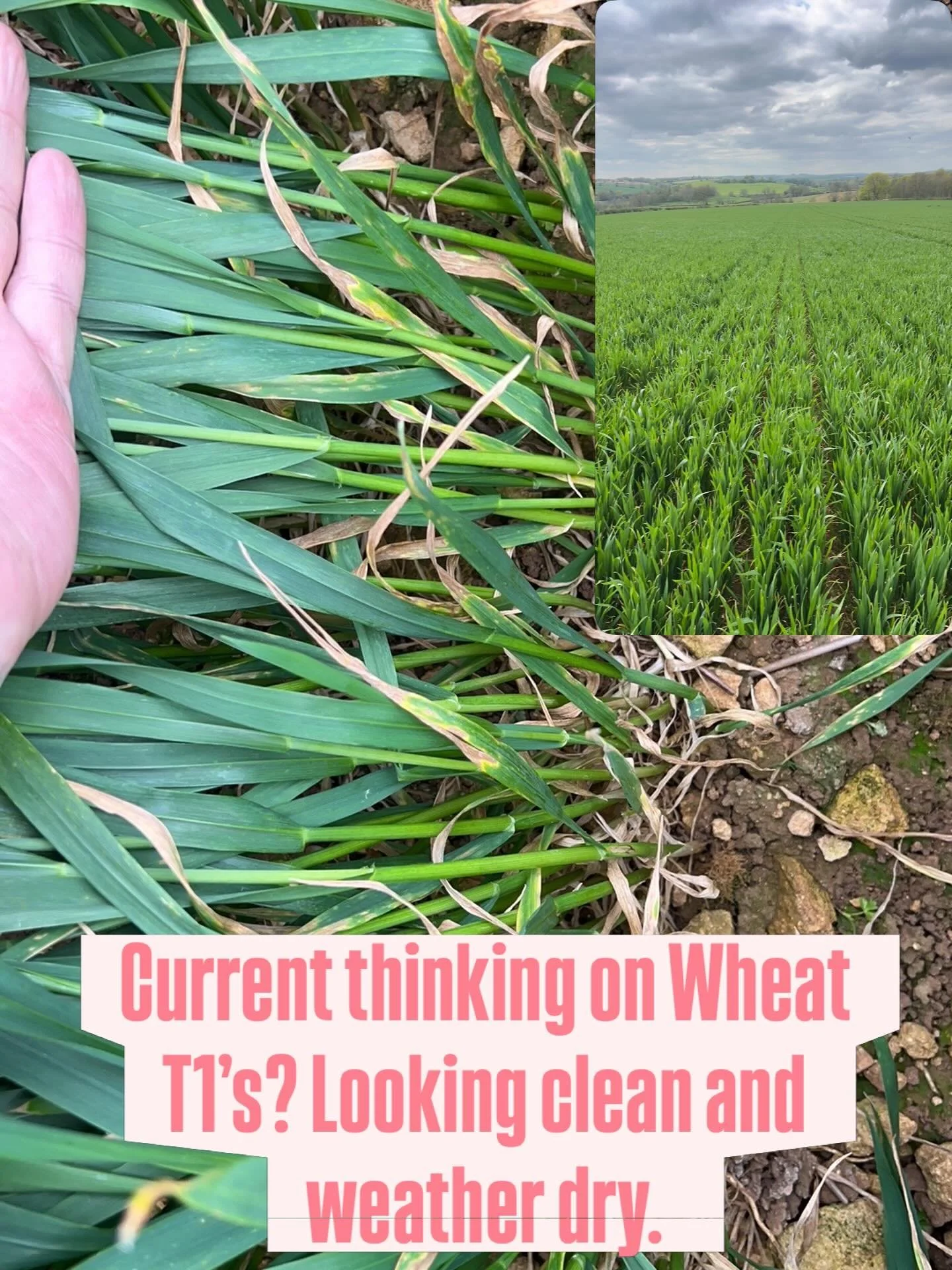 Current thinking on Wheat T1&rsquo;s