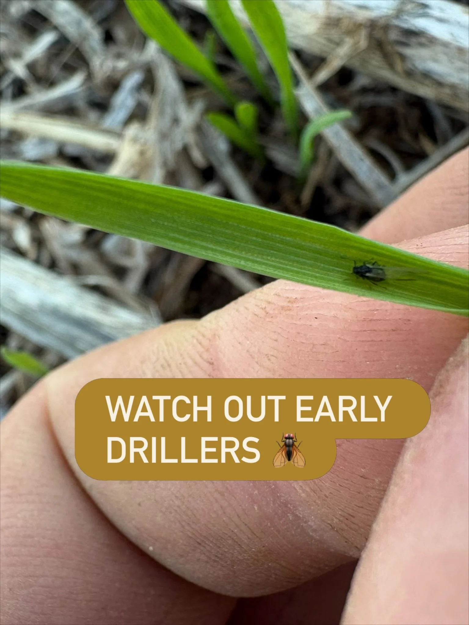 #independentagronomy