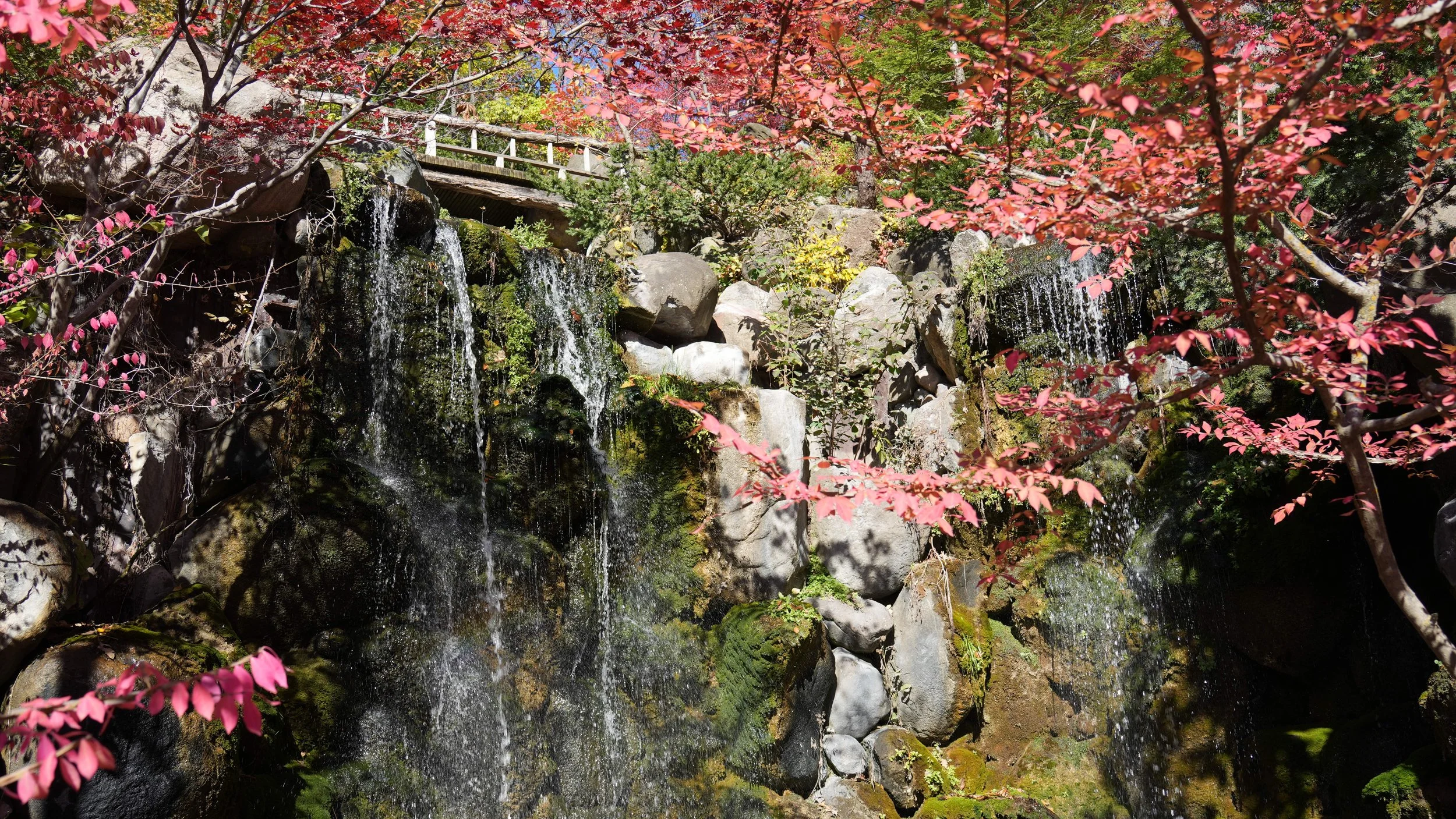 Anderson Japanese Gardens