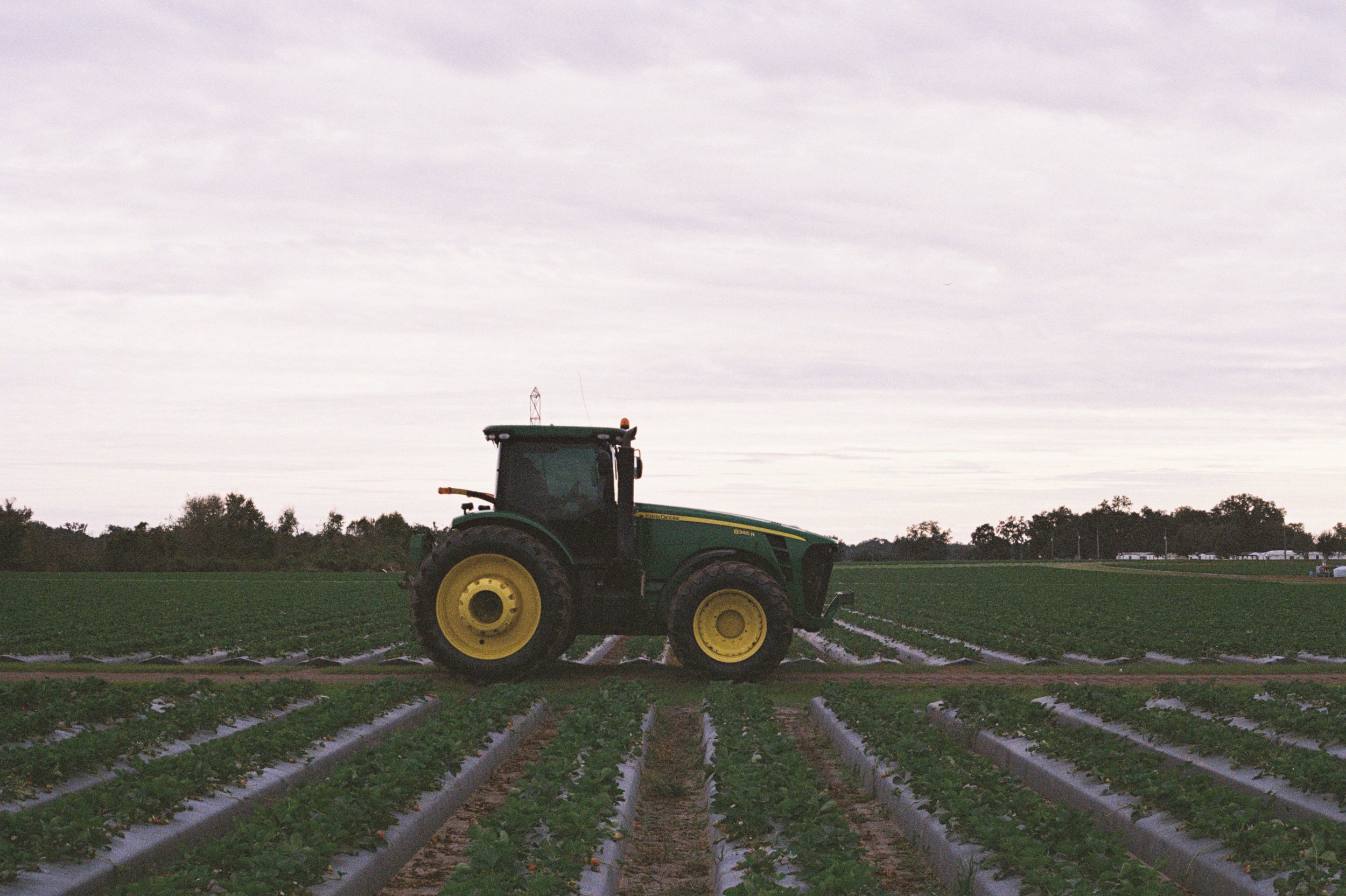 A green tractor working in a field of rows of young crops, under a cloudy sky during dusk.