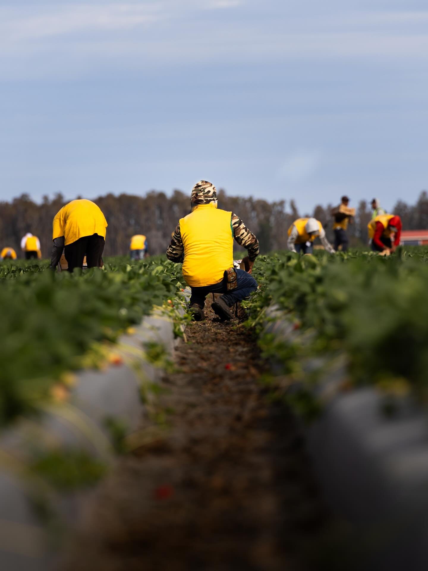 Fresh, juicy, and ready for you🍓
