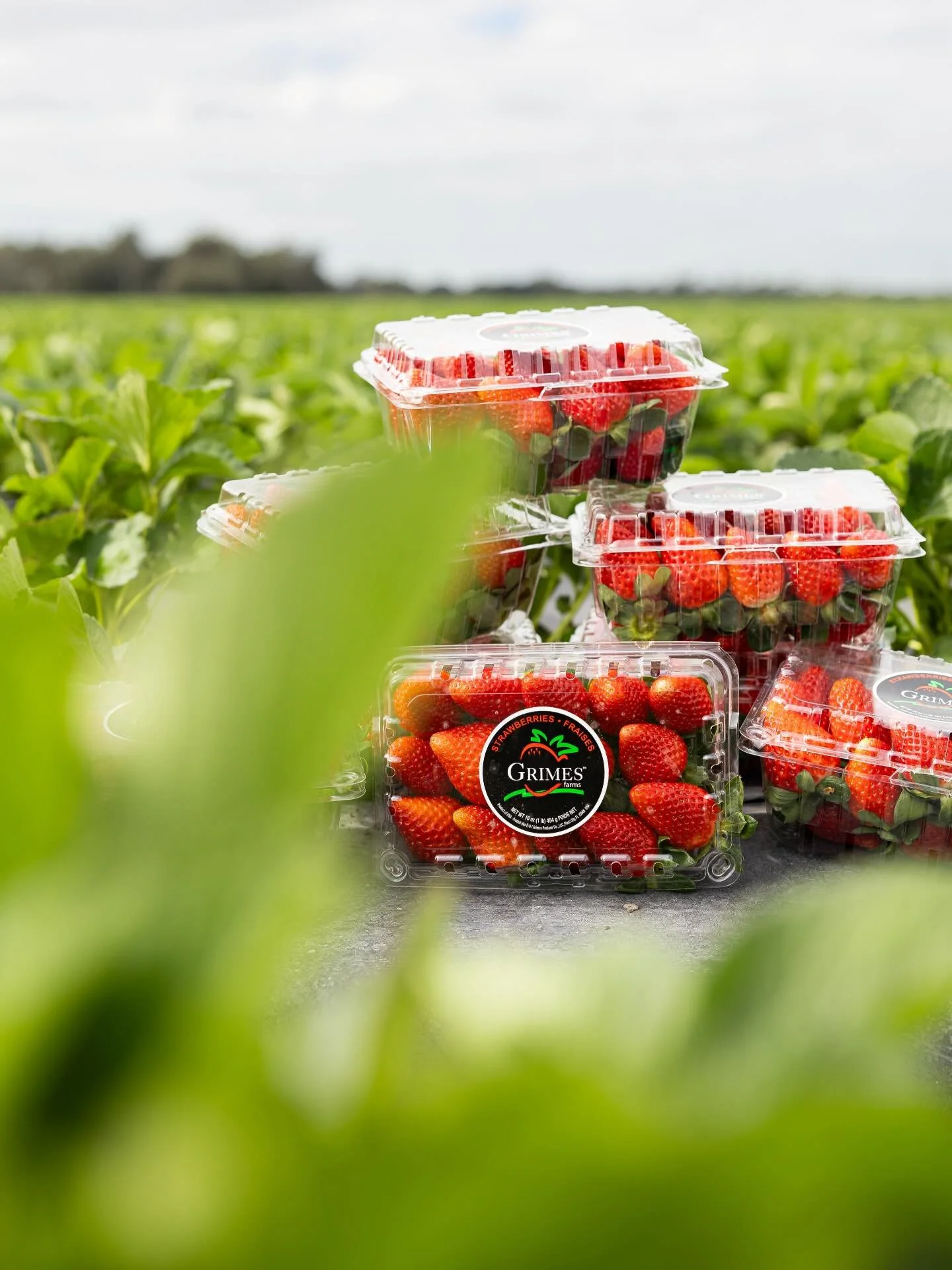 Happy national strawberry day ❤️🍓