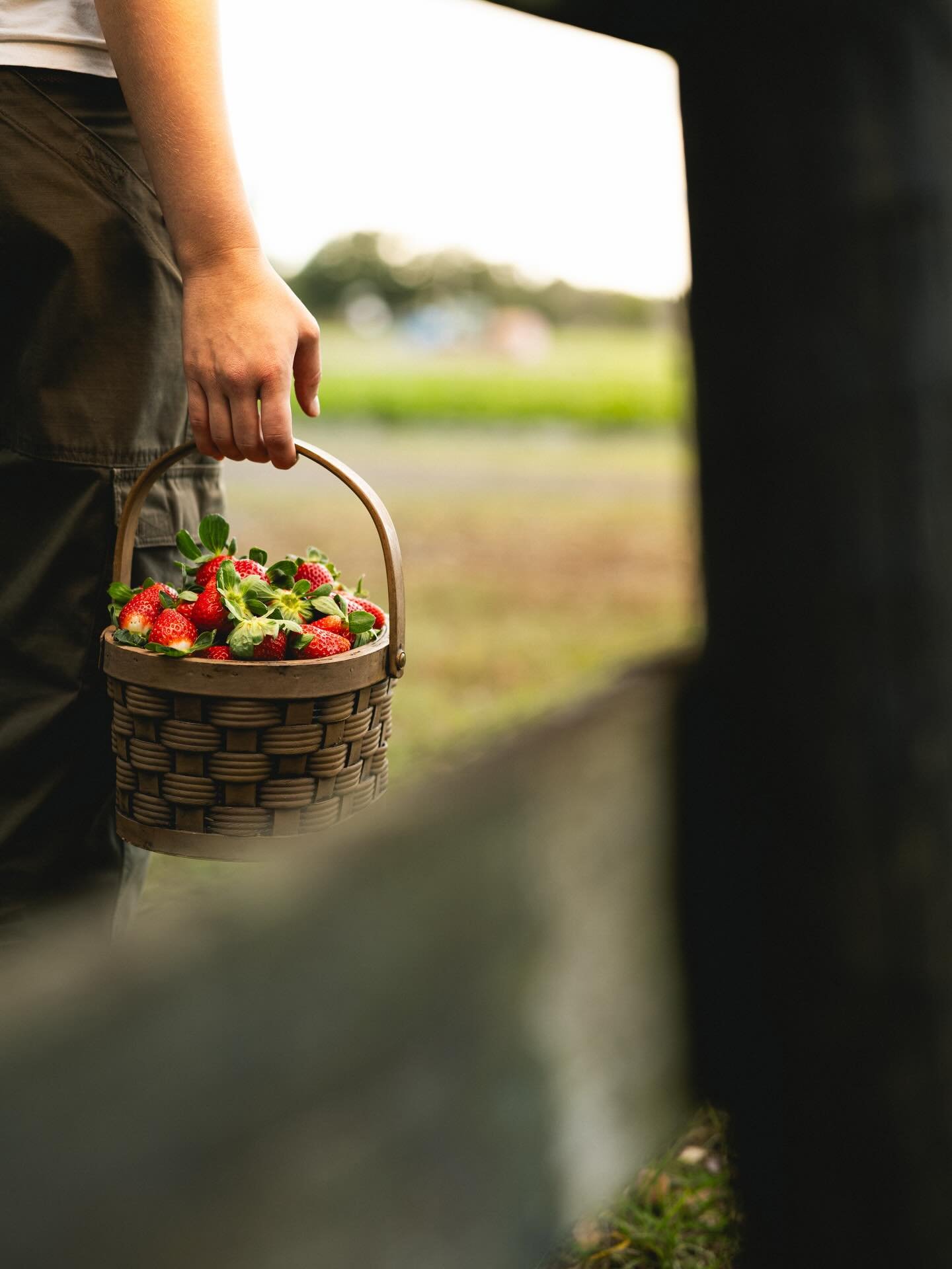 A great day starts with a basket of strawberries 🍓