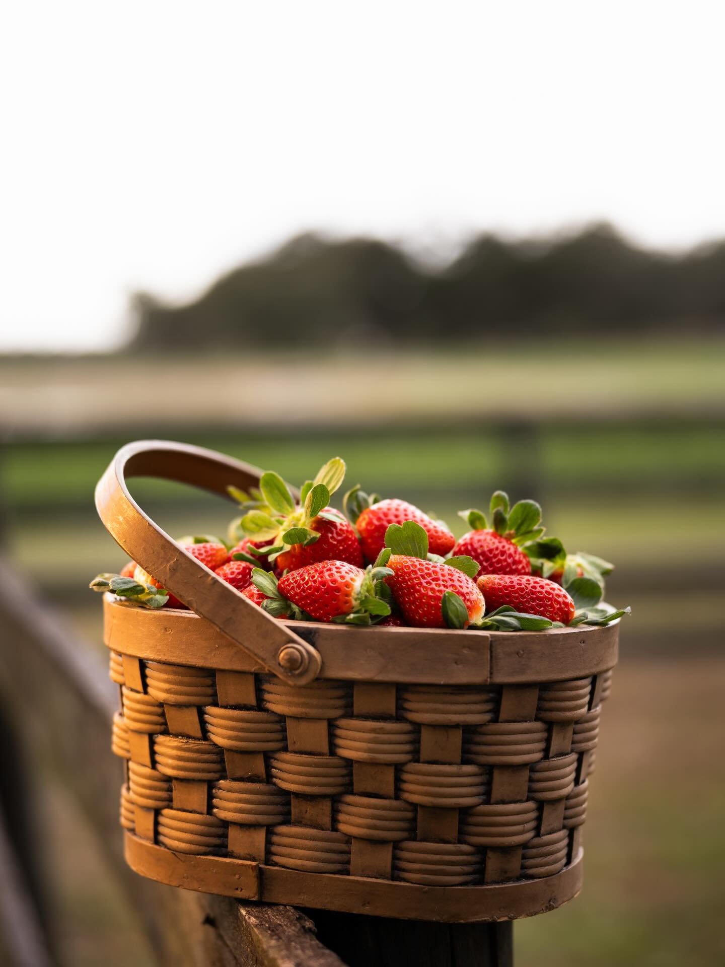 Just a little berry goodness❤️🍓