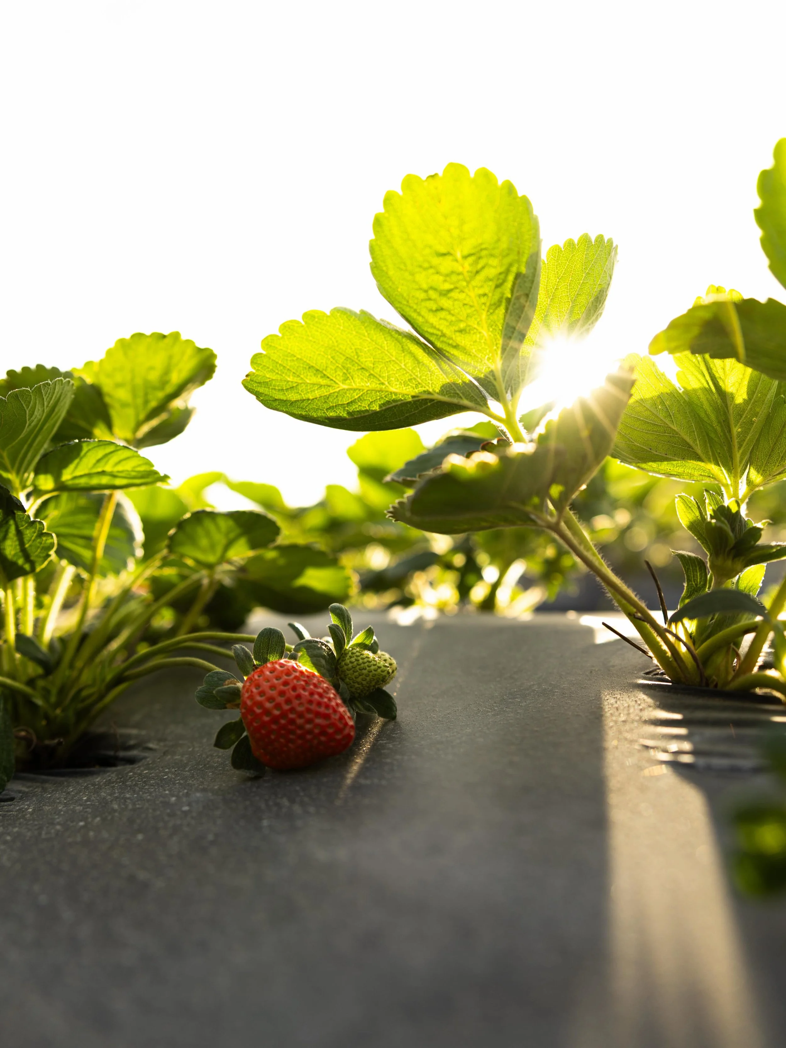 Fun fact of the day there are over 600 varieties of strawberries grown around the world.🍓🍓
