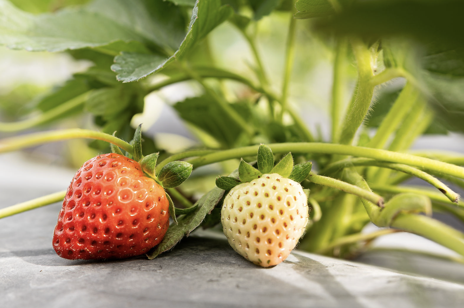 Screenshot 2025-12-09 at 2.30.42 PM.png