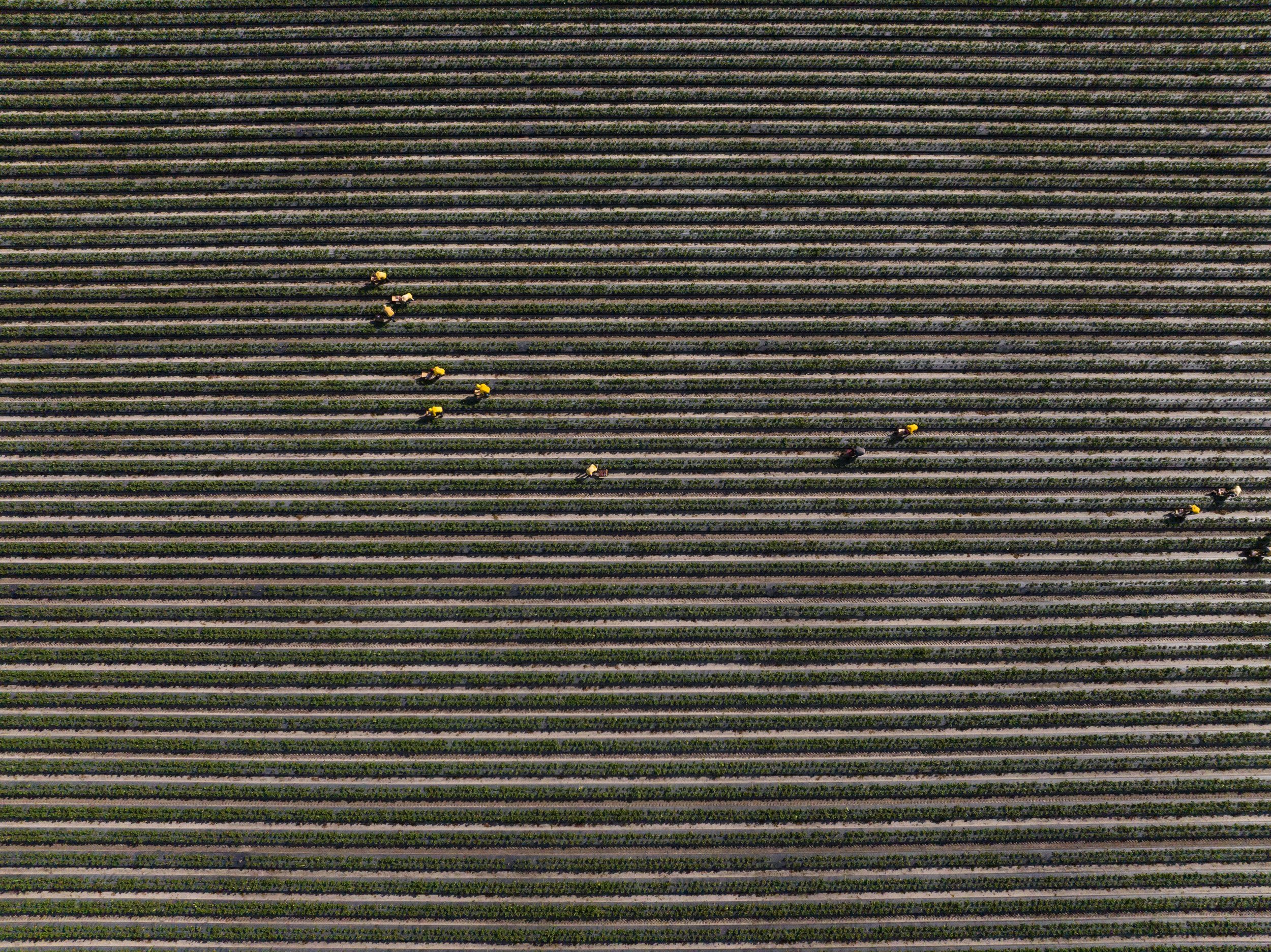 Aerial view of organized farmland with rows of crops and yellow harvesters.
