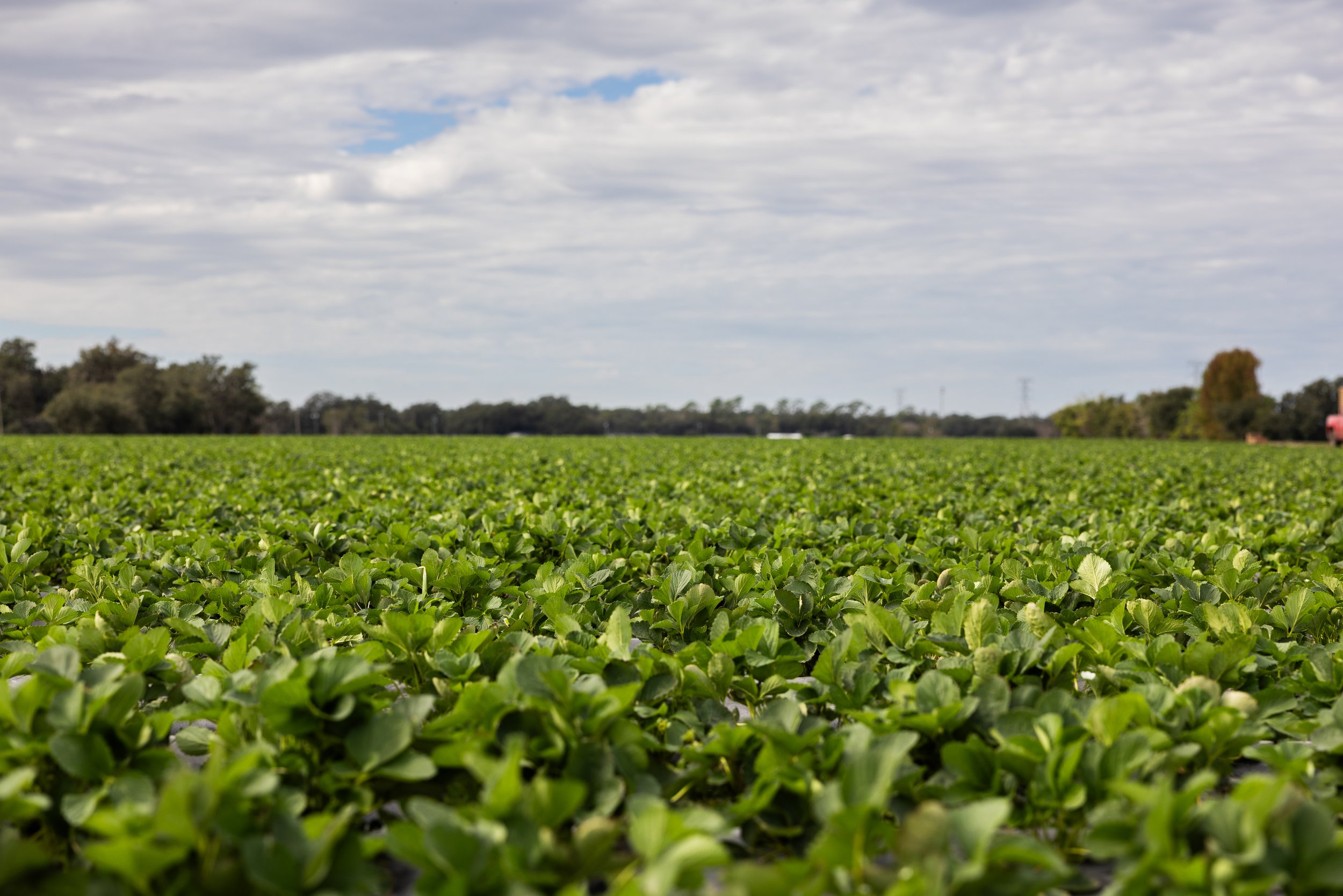 A vast green soybean field under a partly cloudy sky with trees and power lines in the distance.