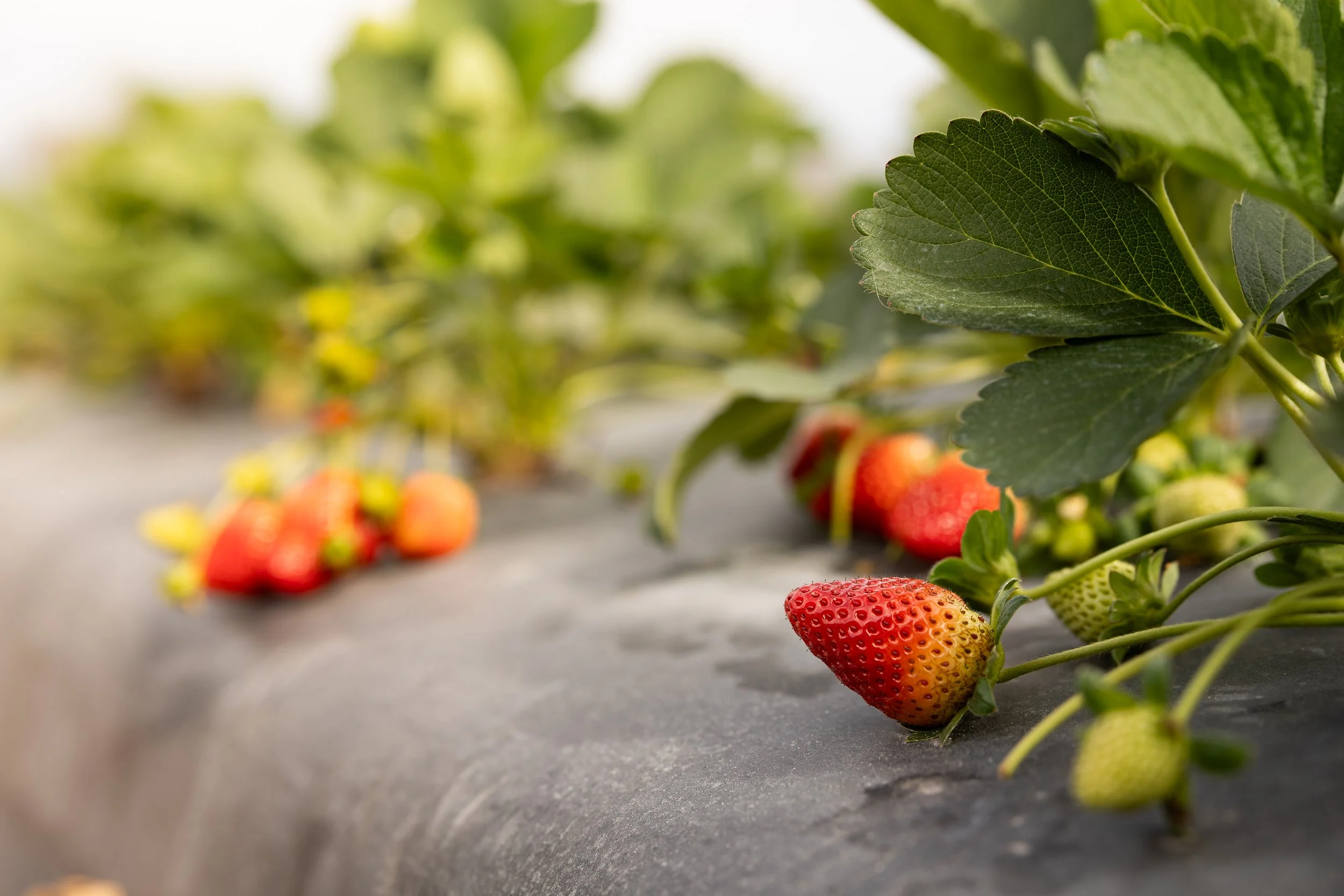 Close-up of ripe and unripe strawberries growing on a vine in a strawberry farm