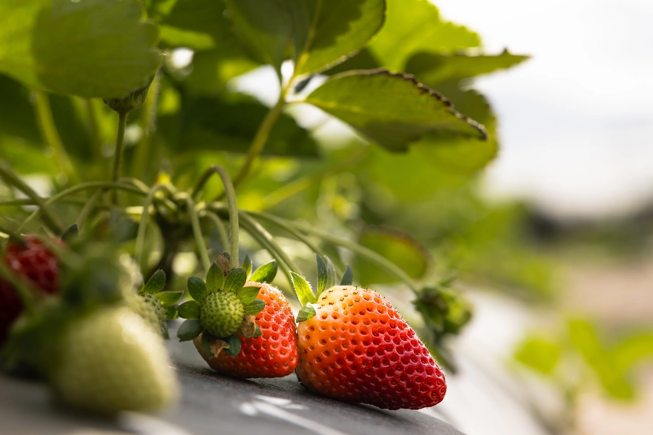 Fresh strawberries growing on a plant with green leaves, with some strawberries ripening and ready to harvest.