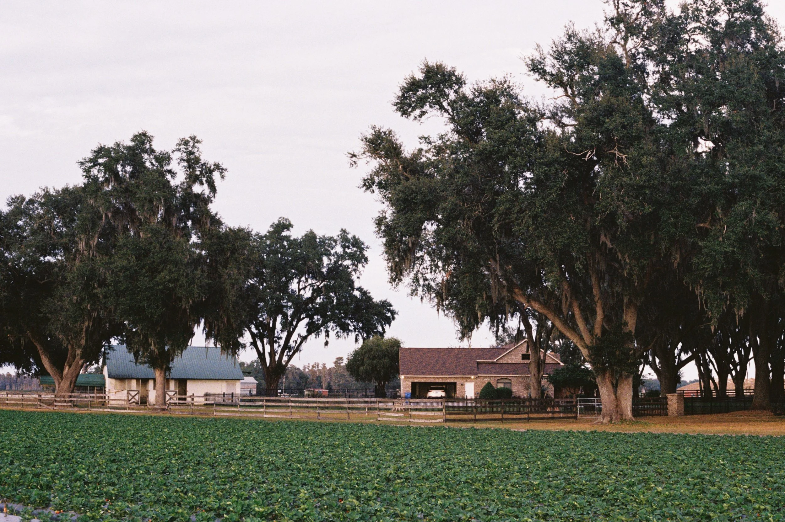 A rural farm scene with a large green crop field in the foreground, a wooden fence, a small shed, and a brick house with large trees in the background during early evening.