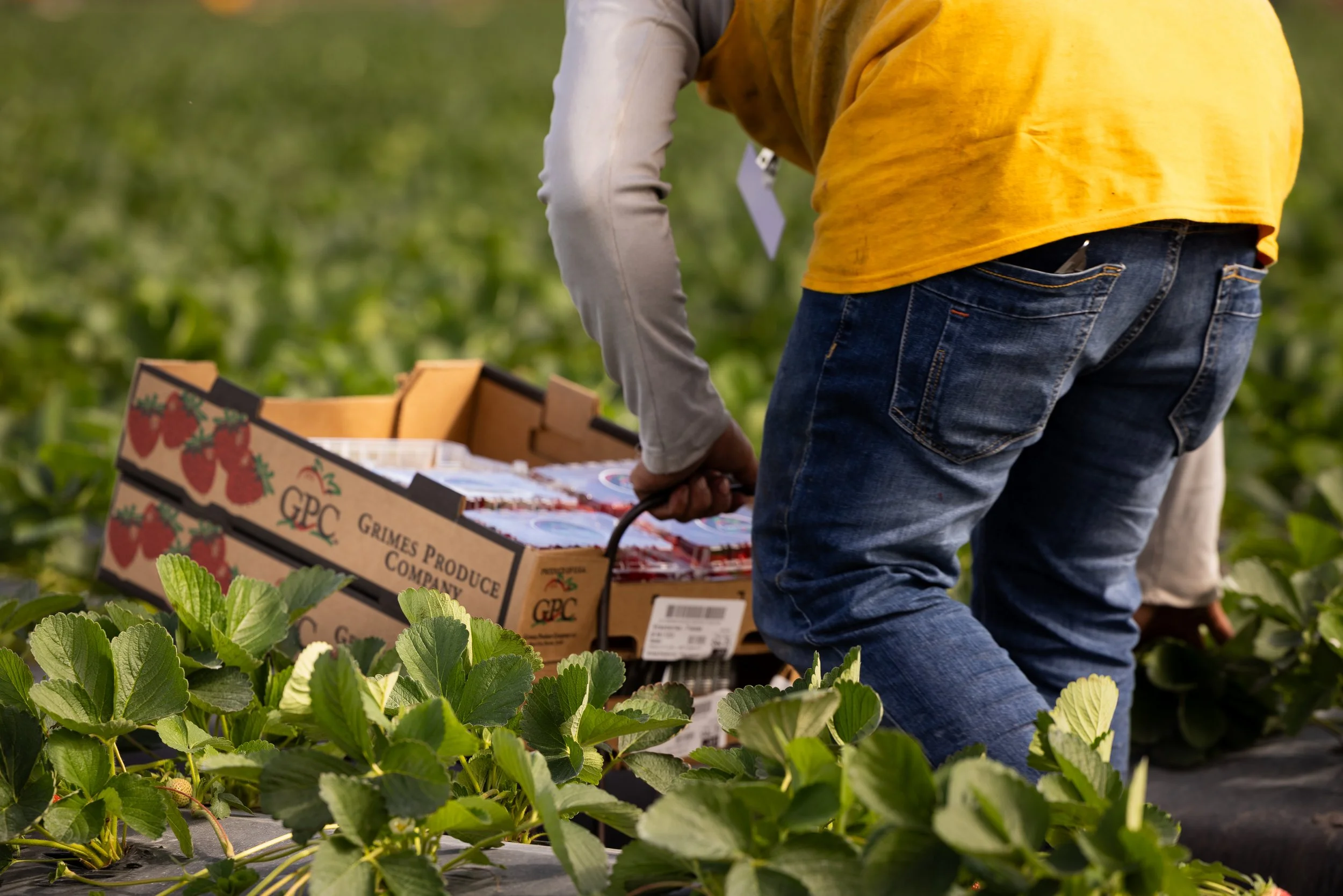 A person picking strawberries in a strawberry field with a box of strawberries nearby.