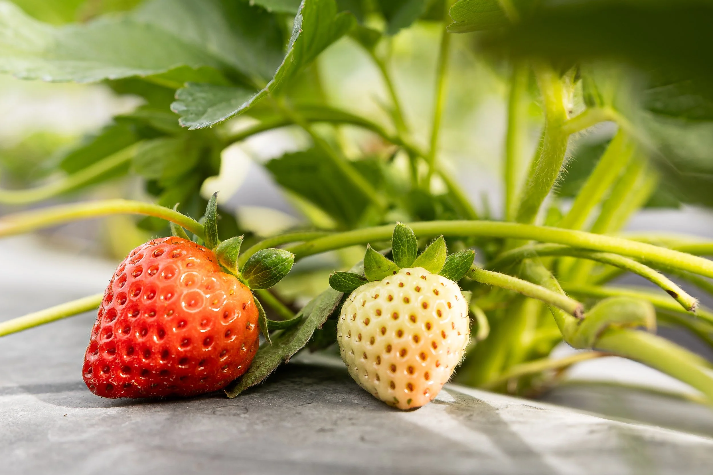 A close-up of a ripe red strawberry and an unripe white strawberry on a plant with green leaves and stems.