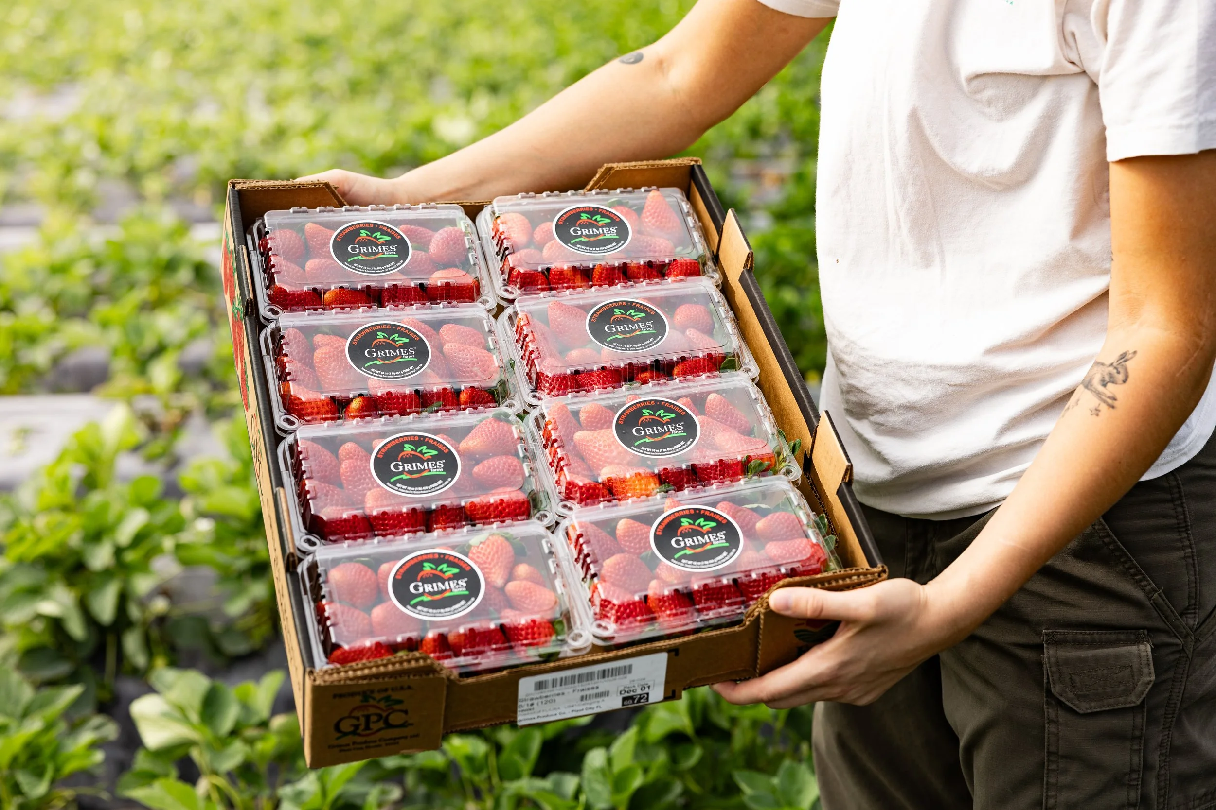 Person holding a cardboard box filled with plastic containers of strawberries in a farm field.