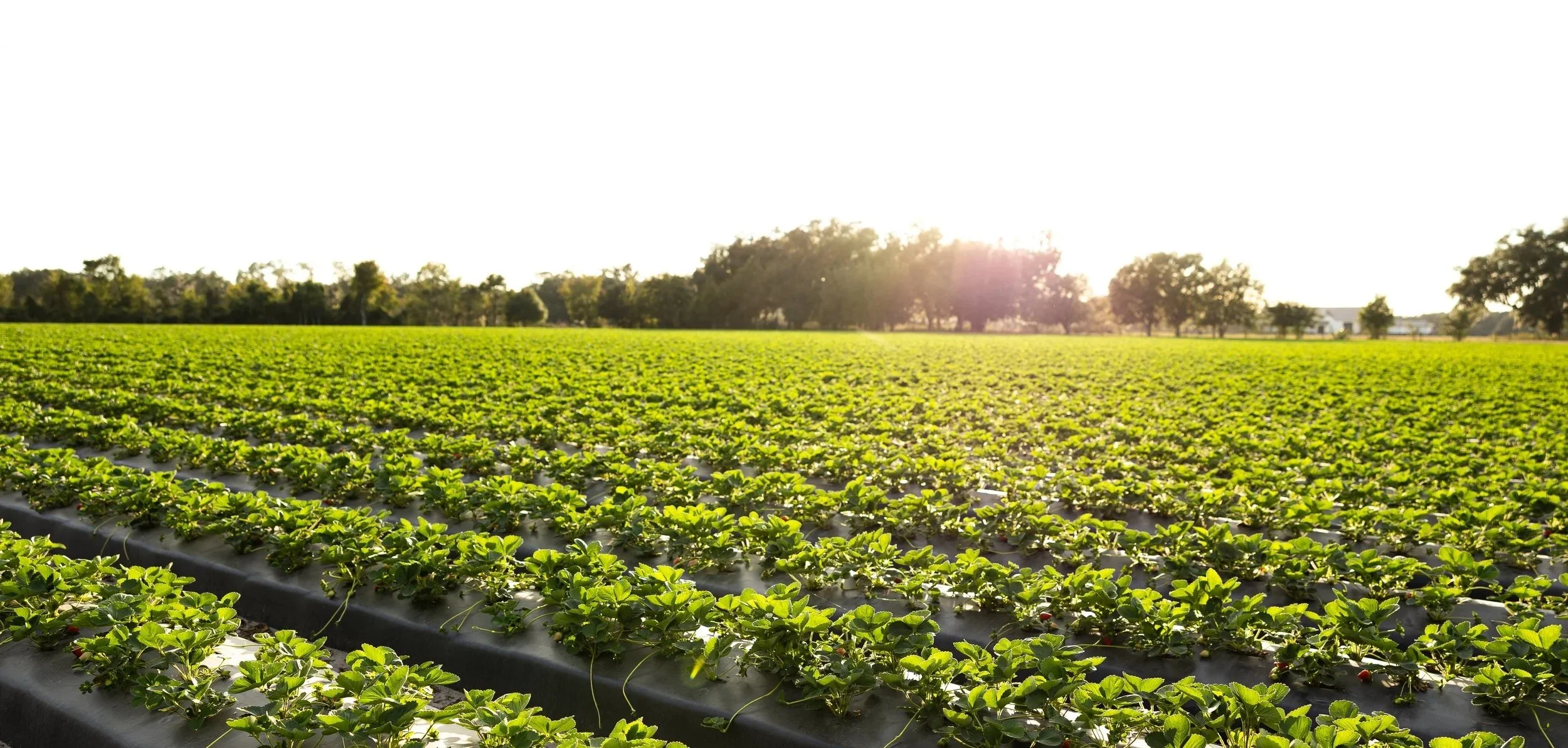 plant city strawberries