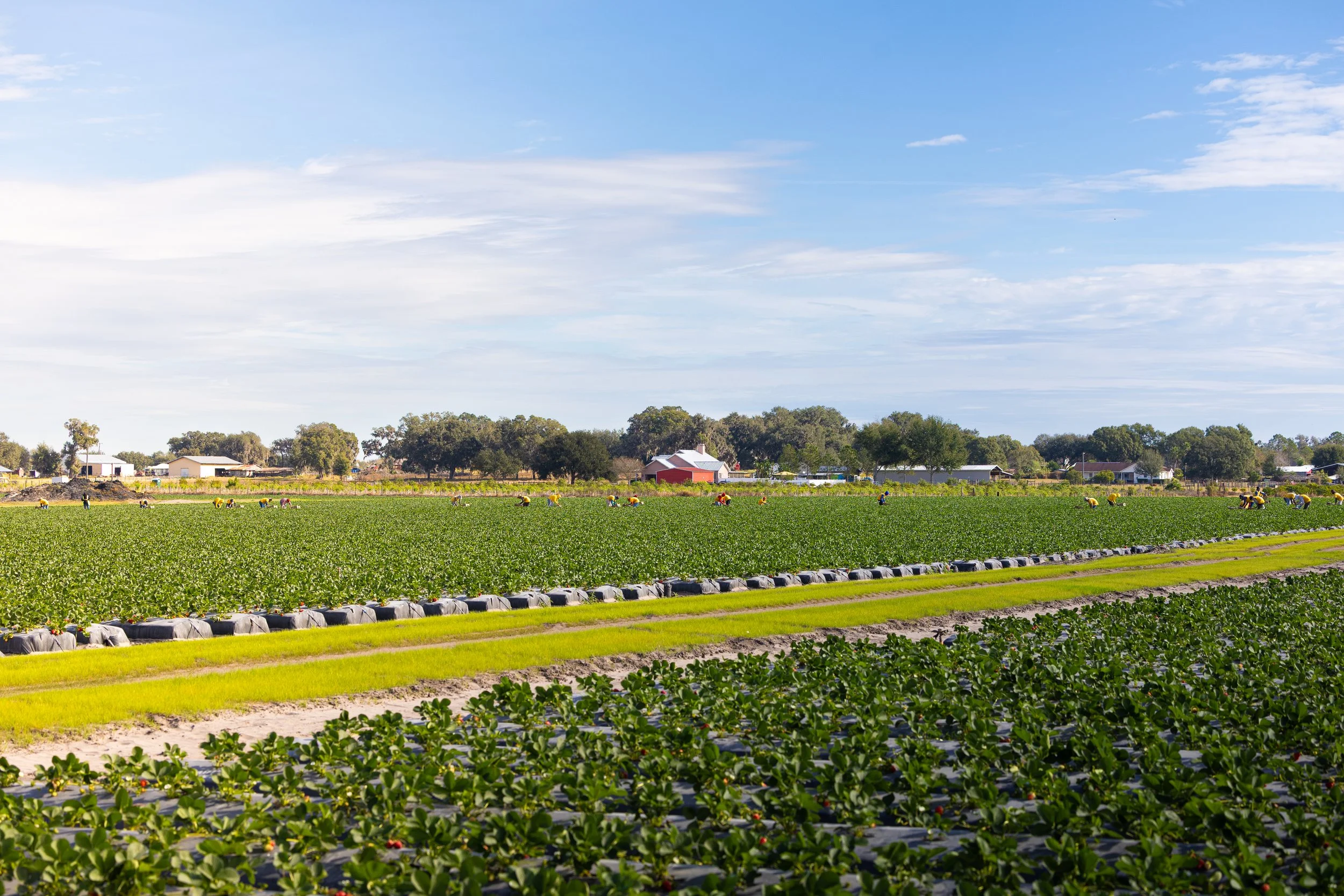 Farm fields with rows of green plants, hay bales, and farm buildings in the distance under a partly cloudy sky.