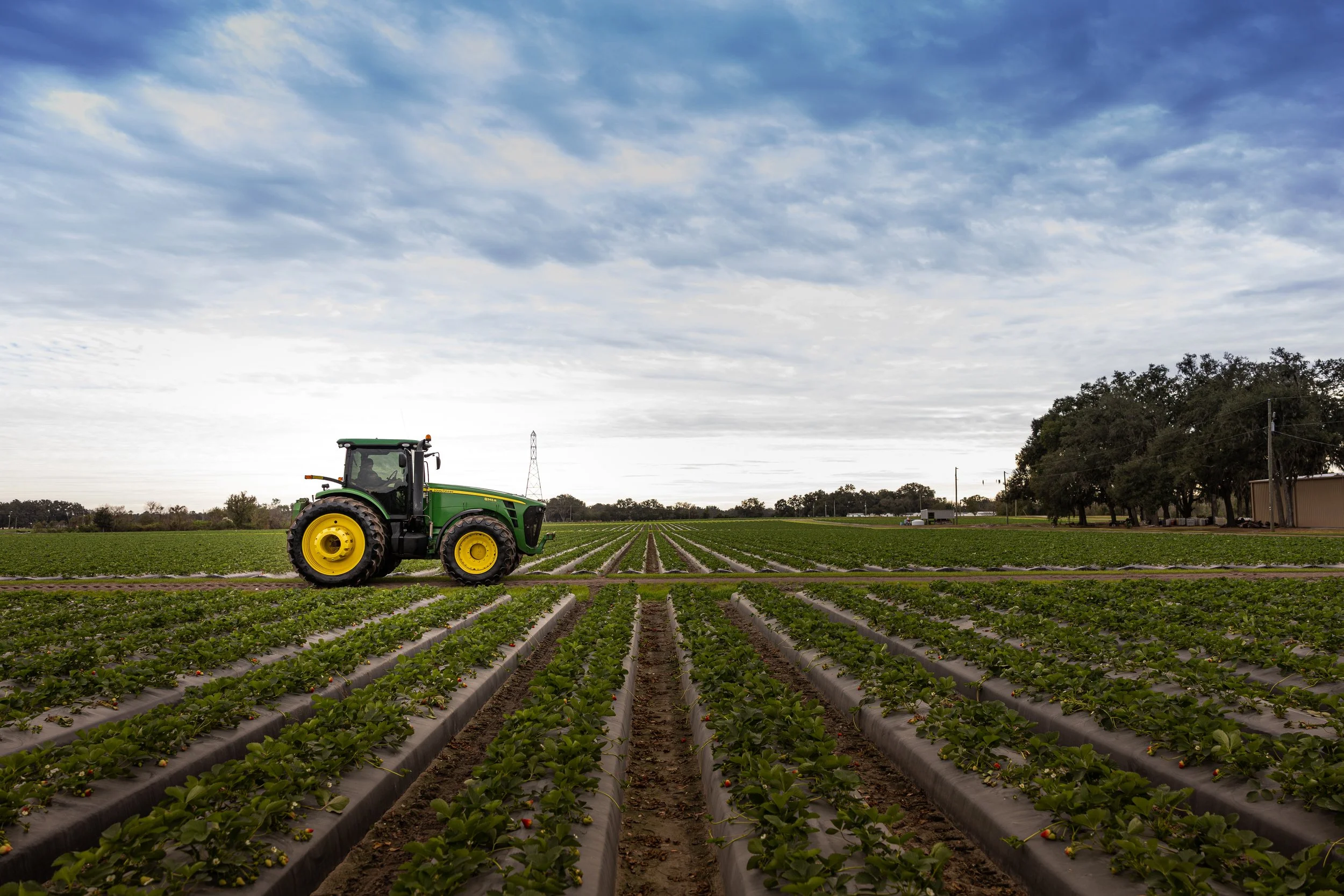 A green tractor with yellow wheels on a farm field with rows of strawberry plants with ripe strawberries. The sky is partly cloudy with a few trees and structures in the distance.