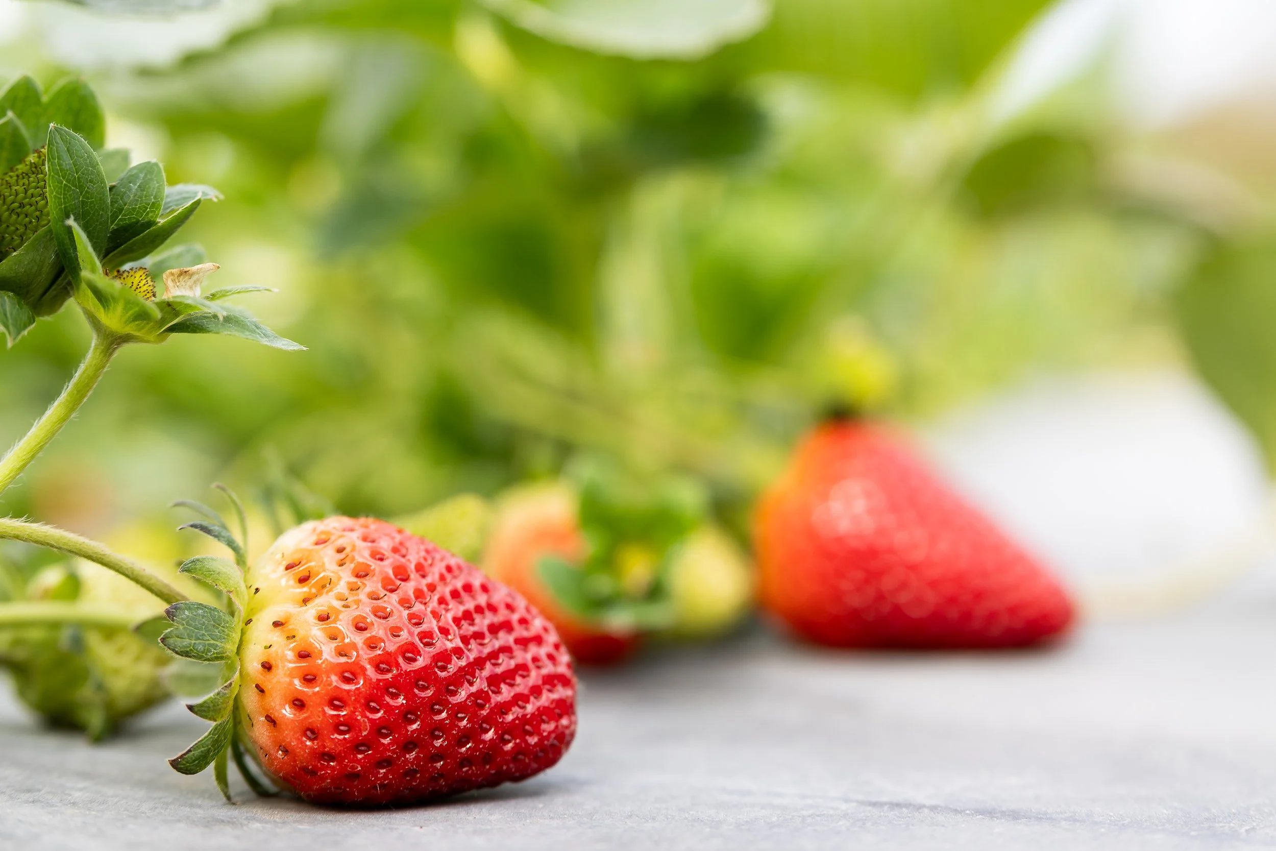 Fresh strawberries on a gray surface with green leaves in the background